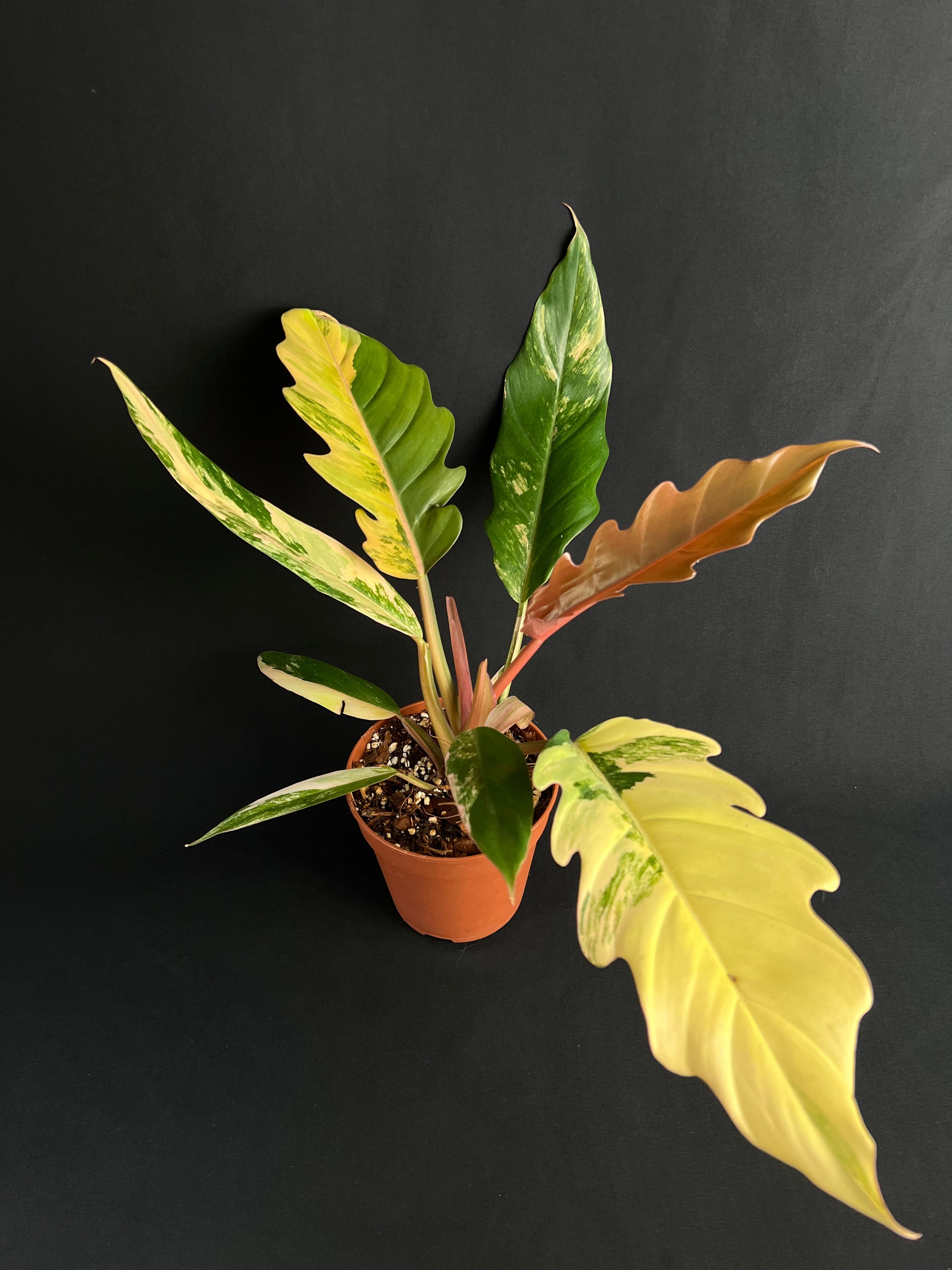 Philodendron