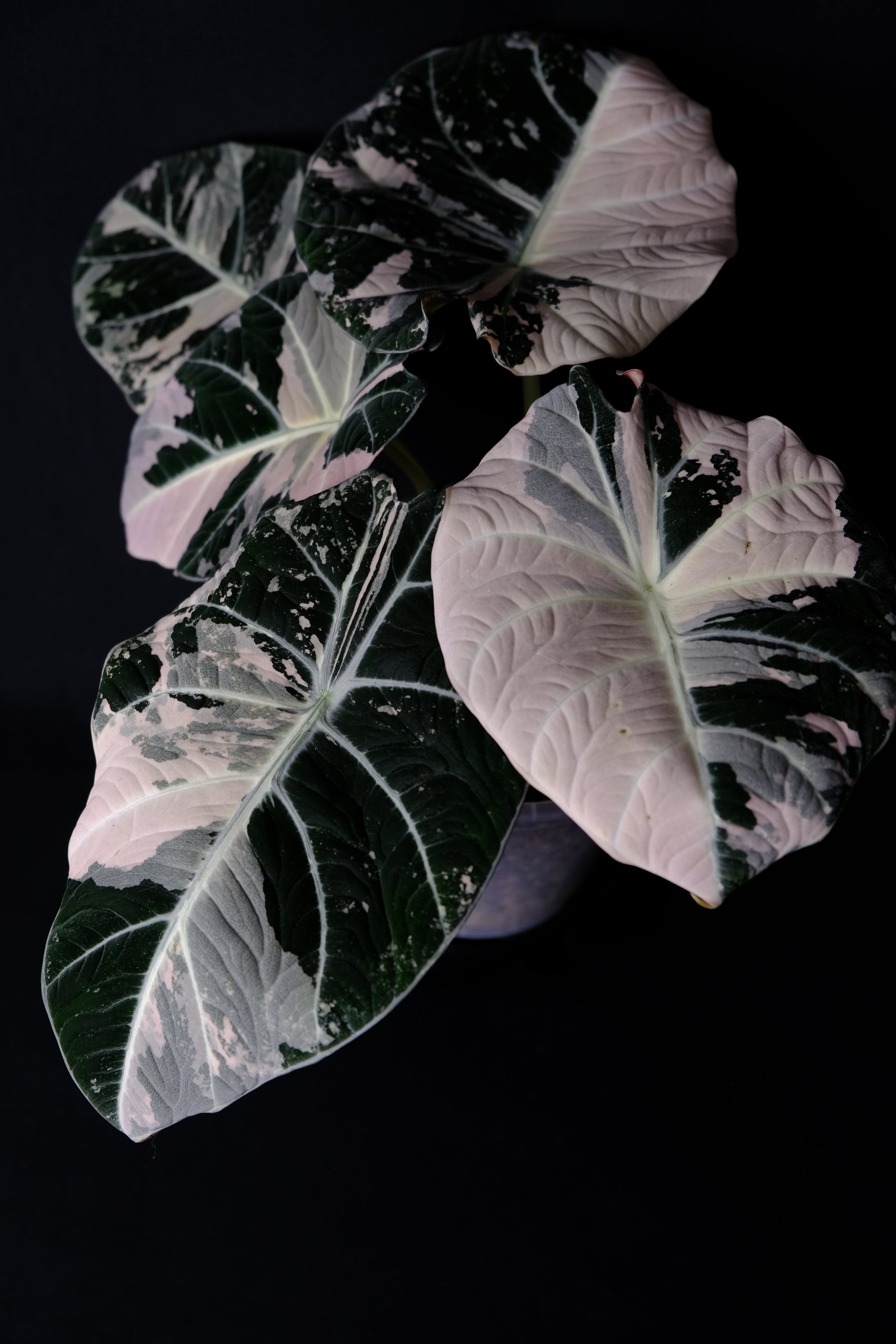 Variegated