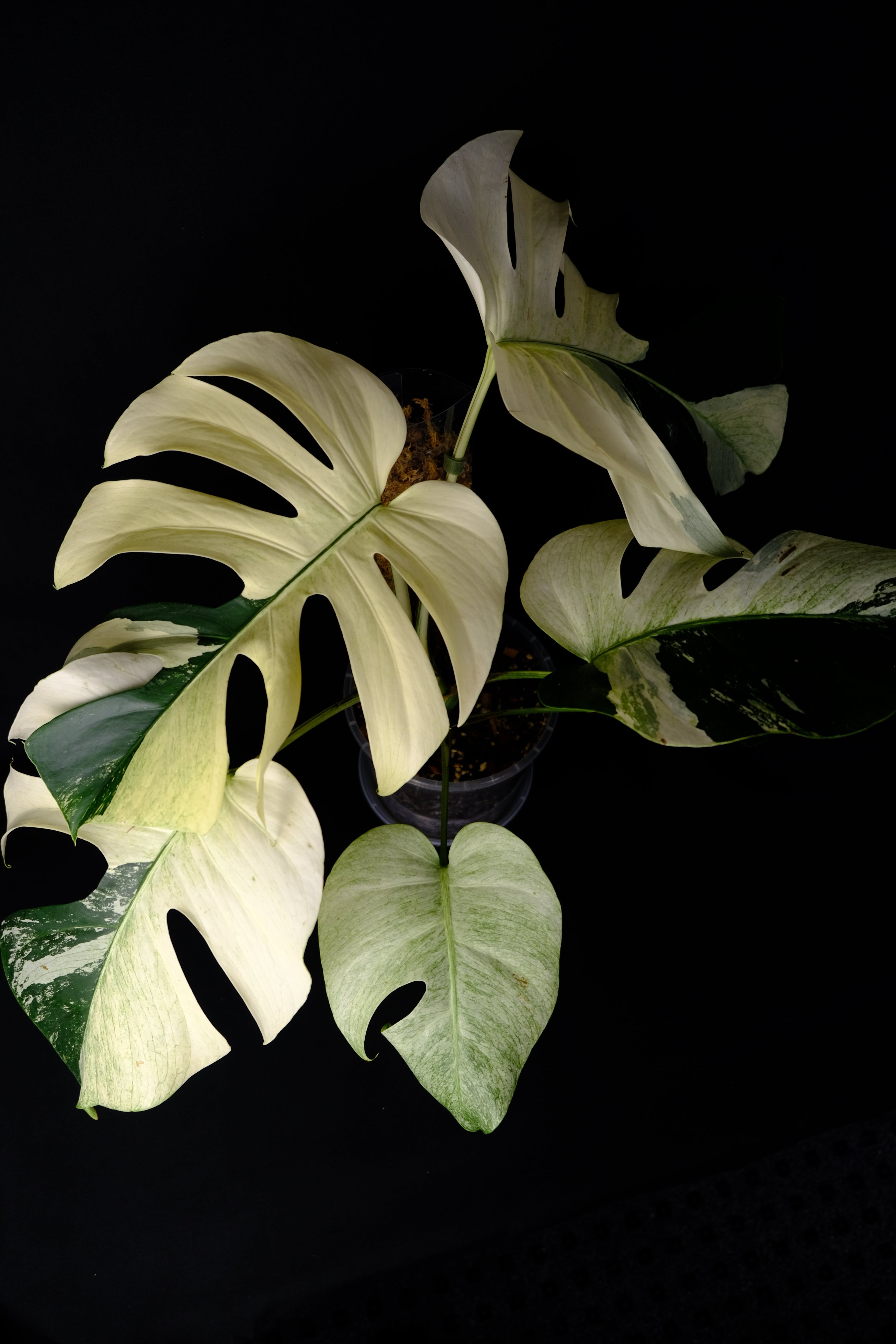 Monstera