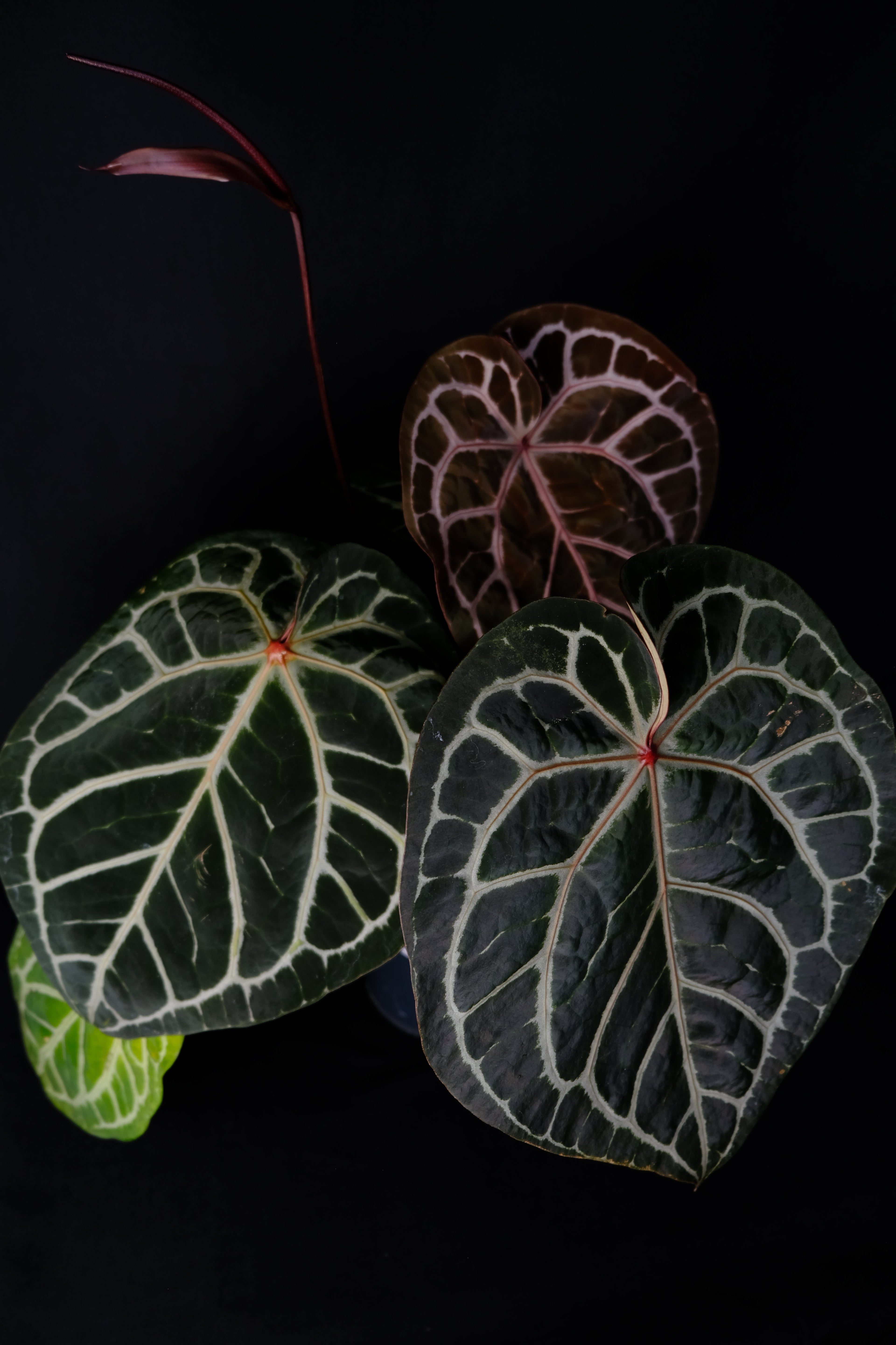 Anthurium