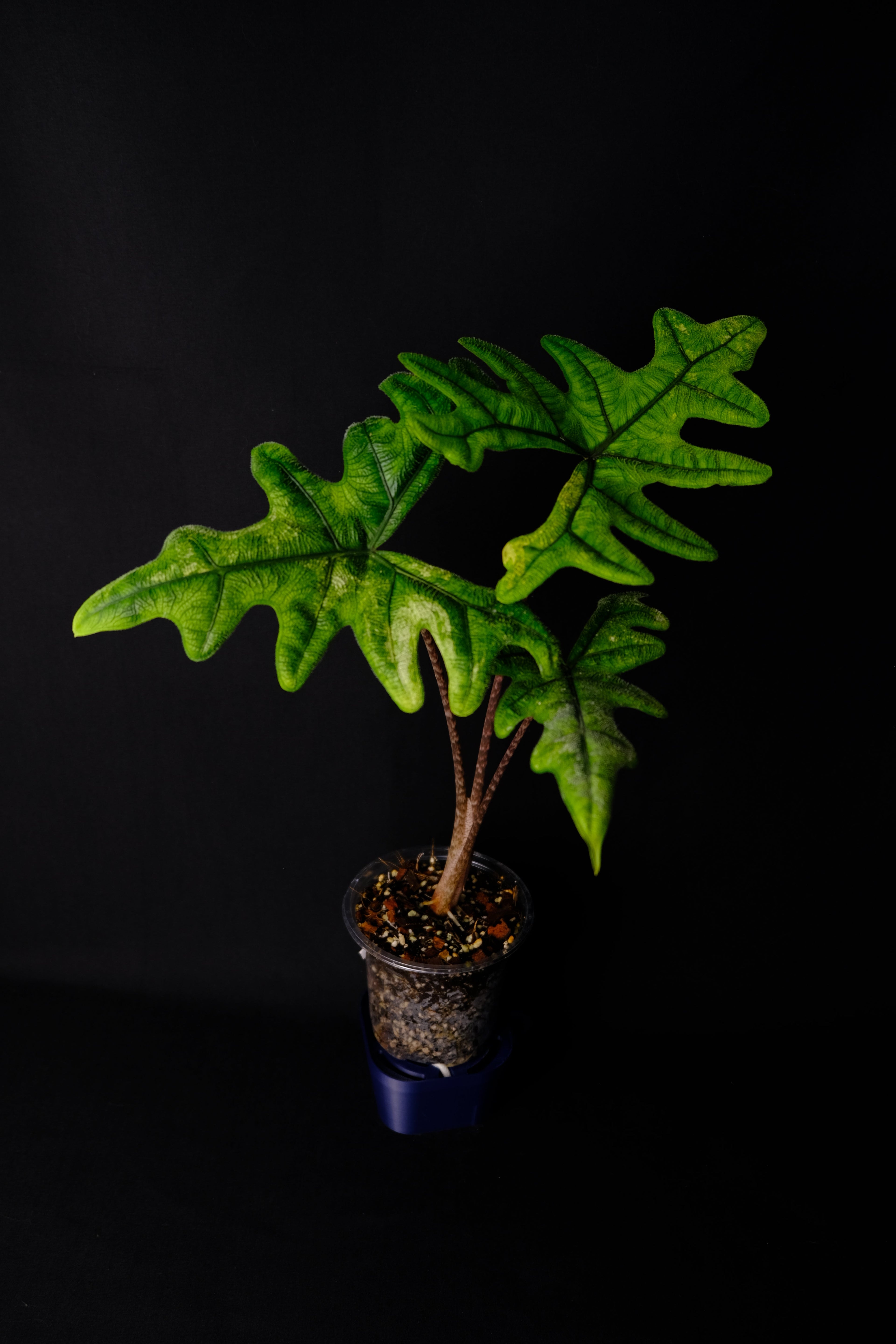 Alocasia