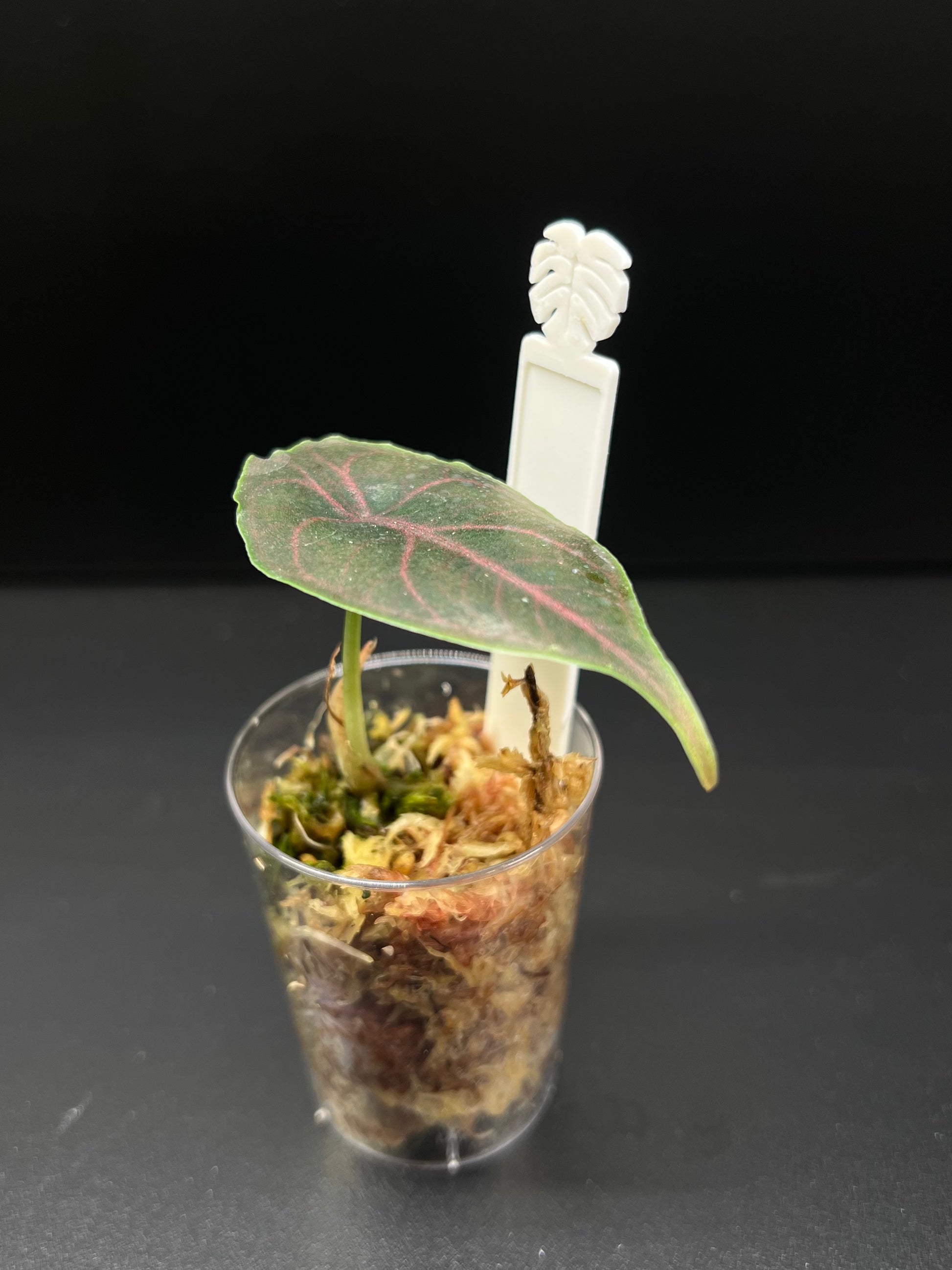 Plant-Tags