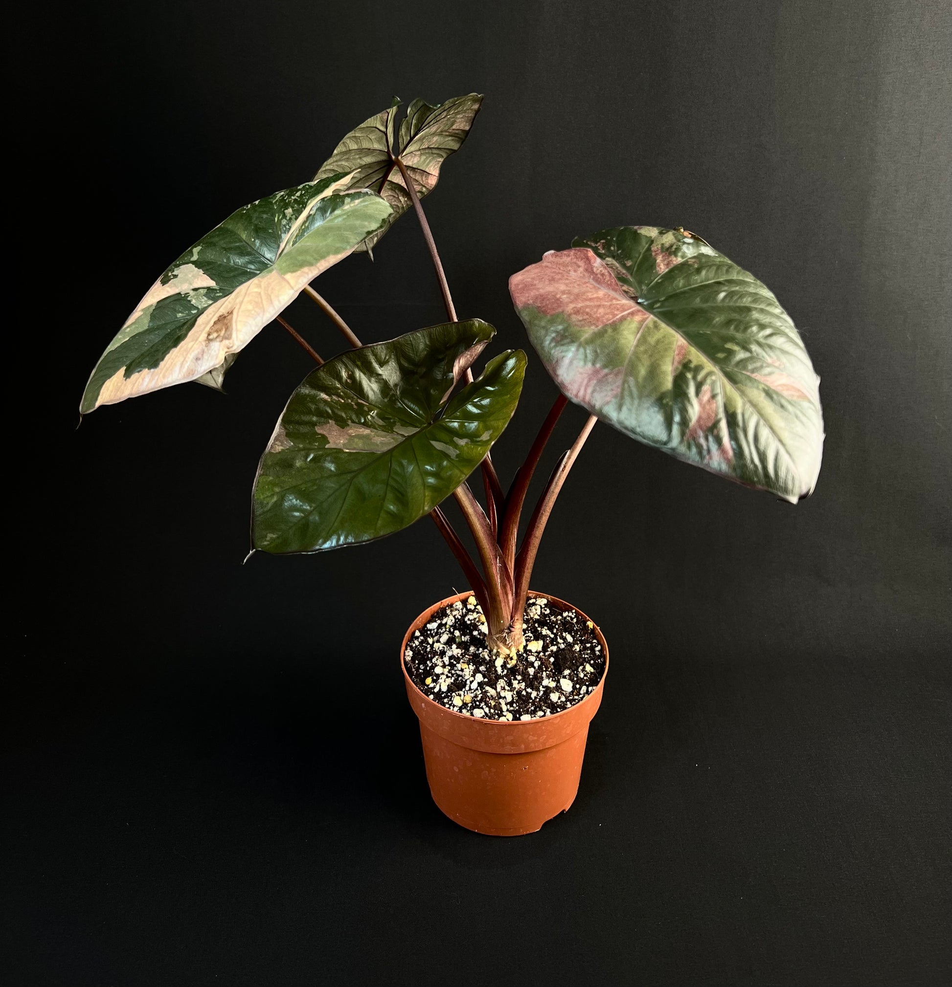 Alocasia 'Serendipity' Variegata #1