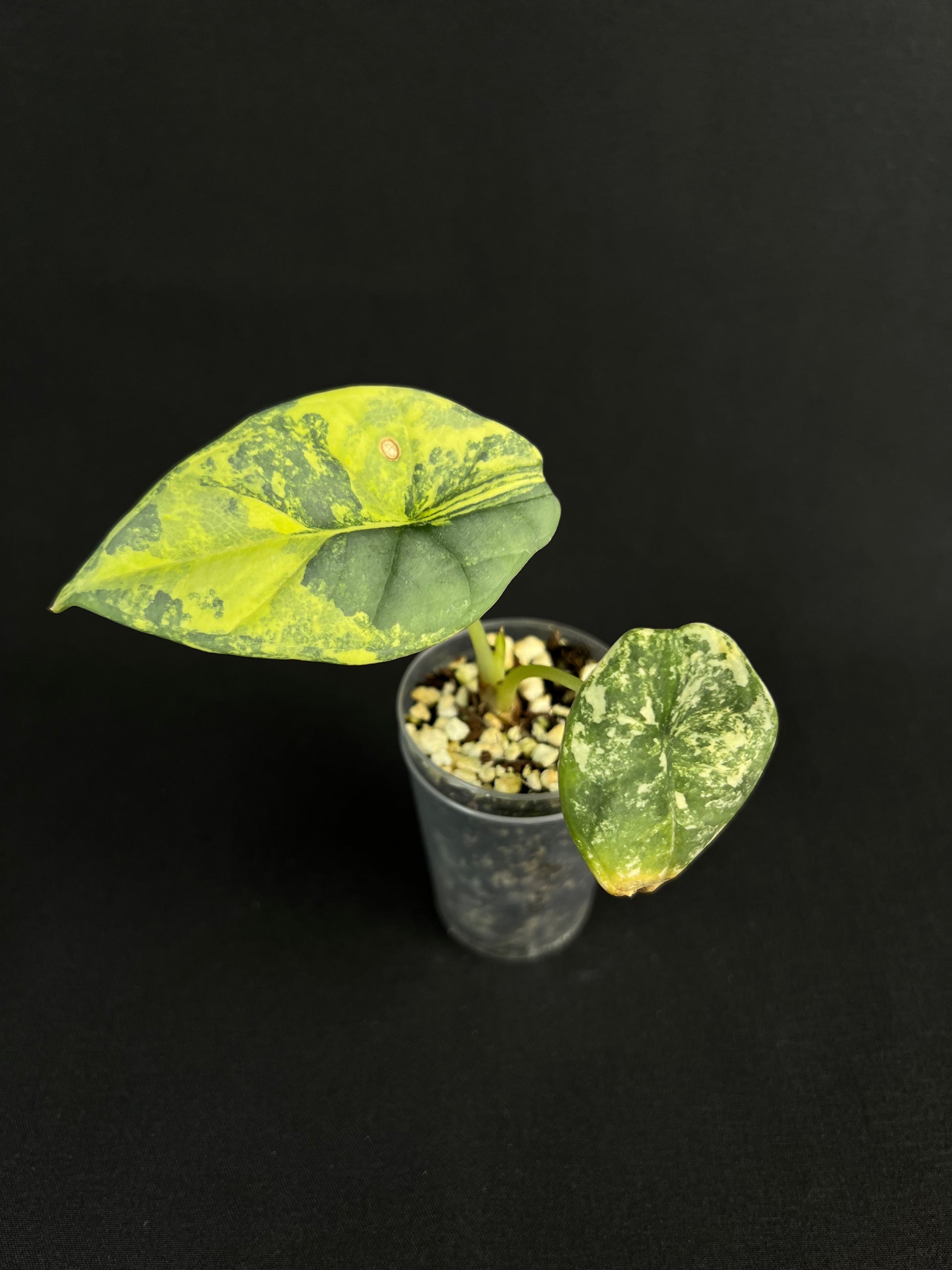 Alocasia Nebula Variegata #1