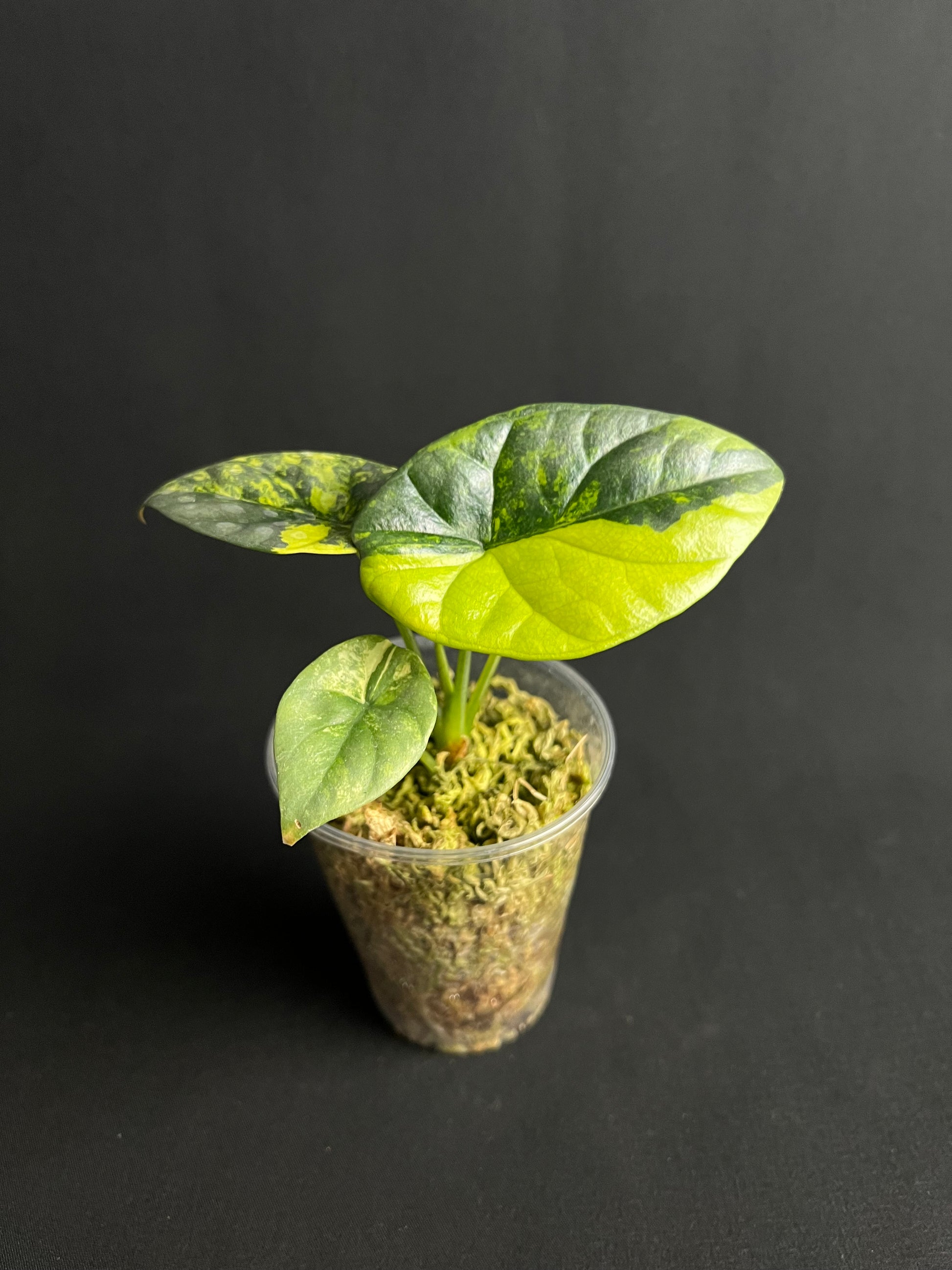 Alocasia Sinuata Aurea Variegata #2