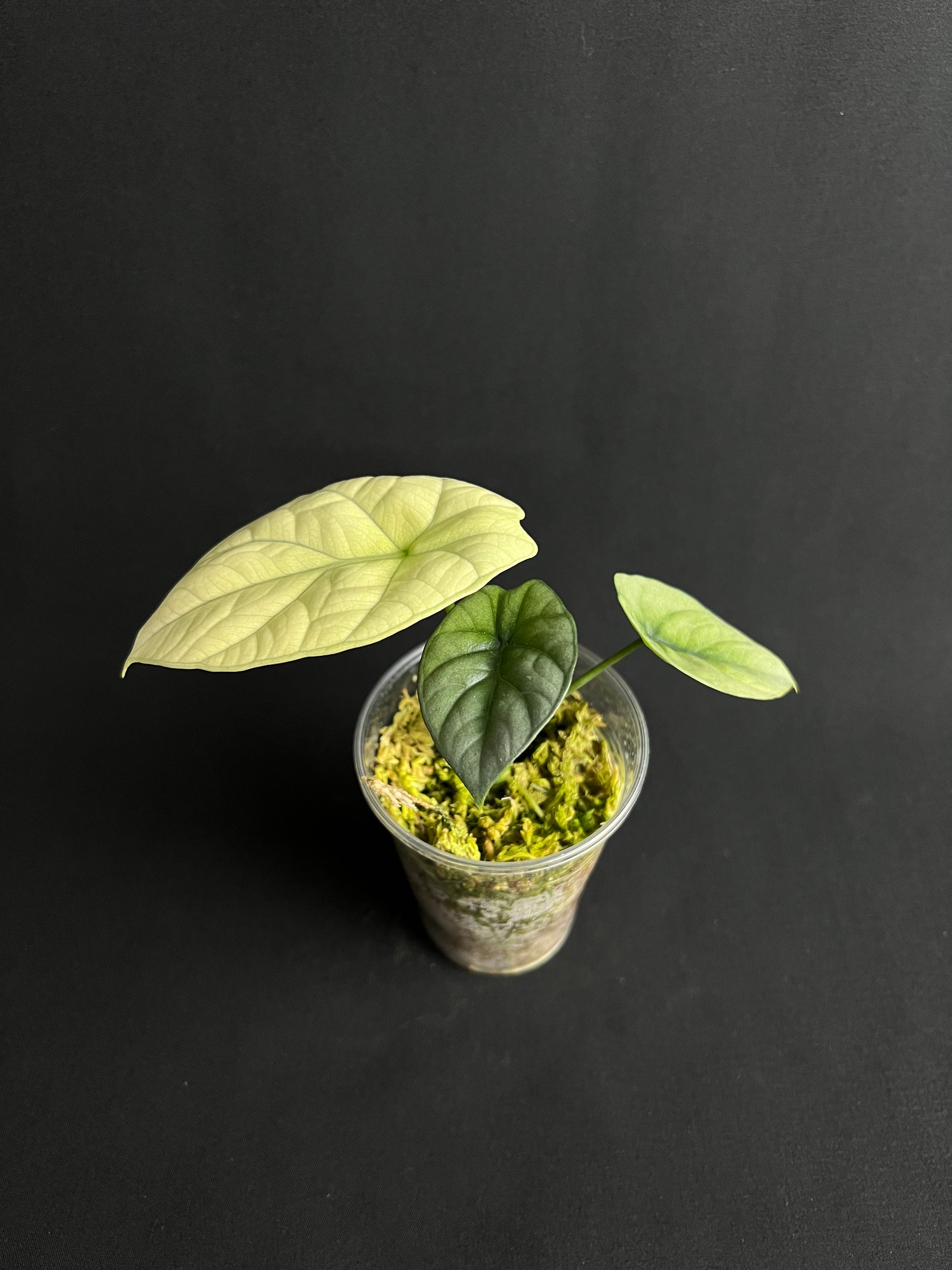 Alocasia Sinuata Mint Variegata #1