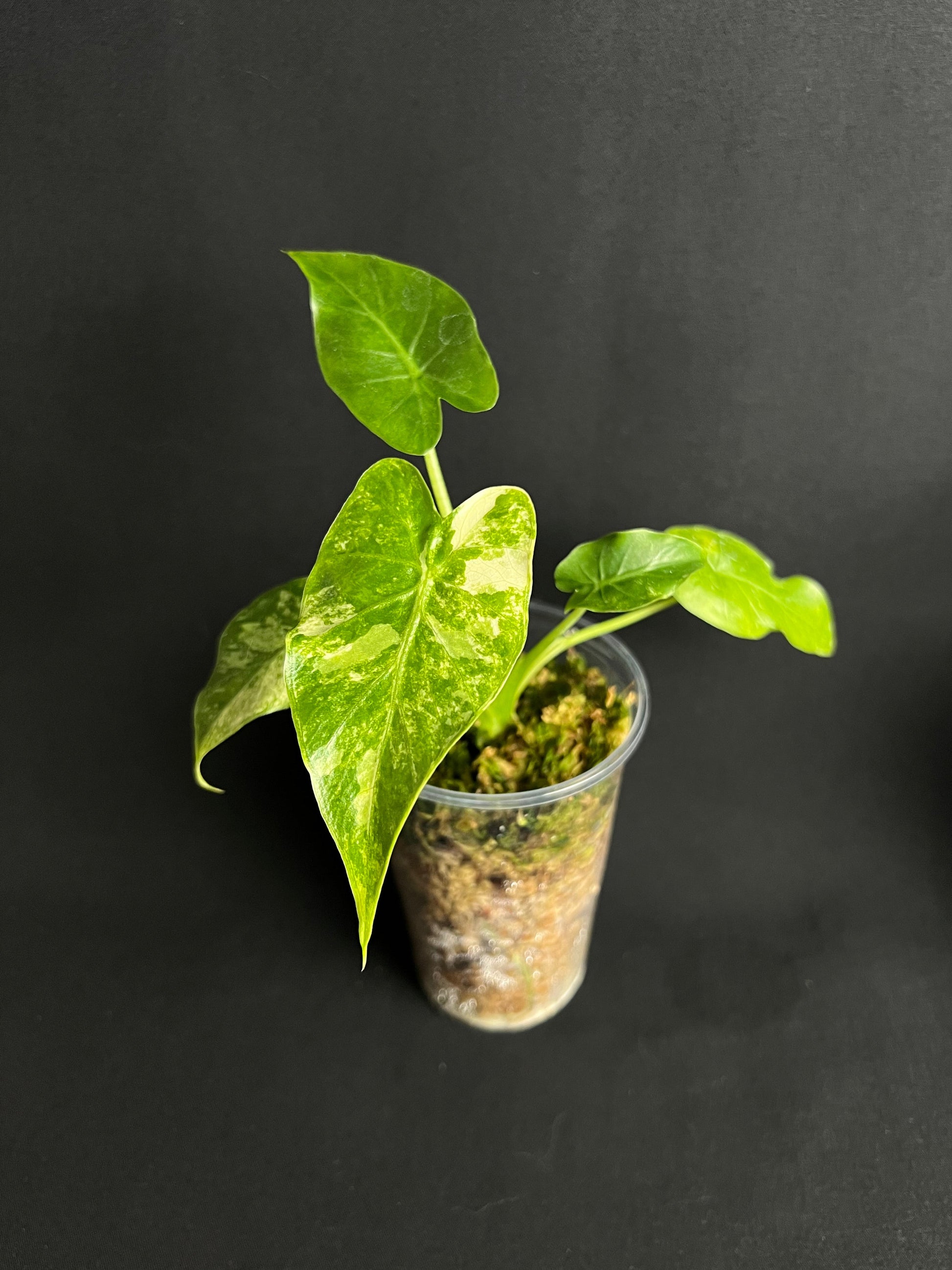 Alocasia 'Gageana' Albo Variegata