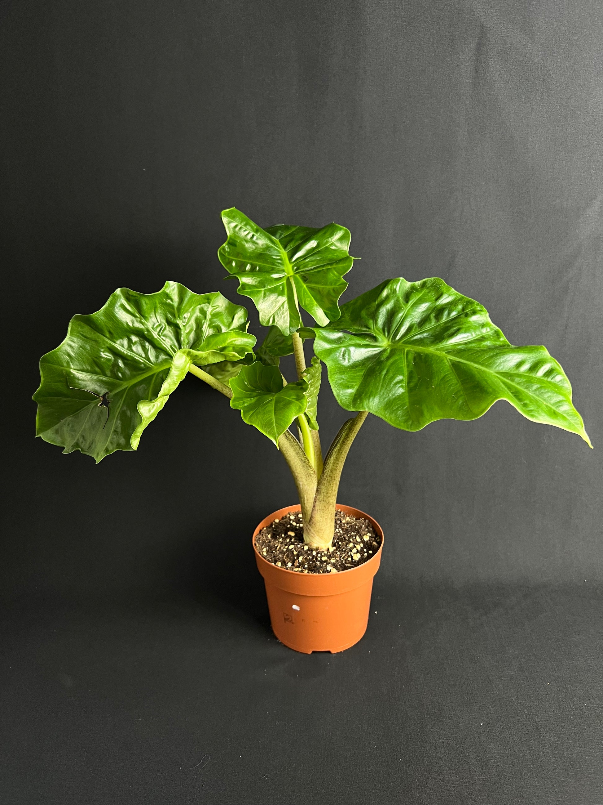 Alocasia 'Low Rider' #2