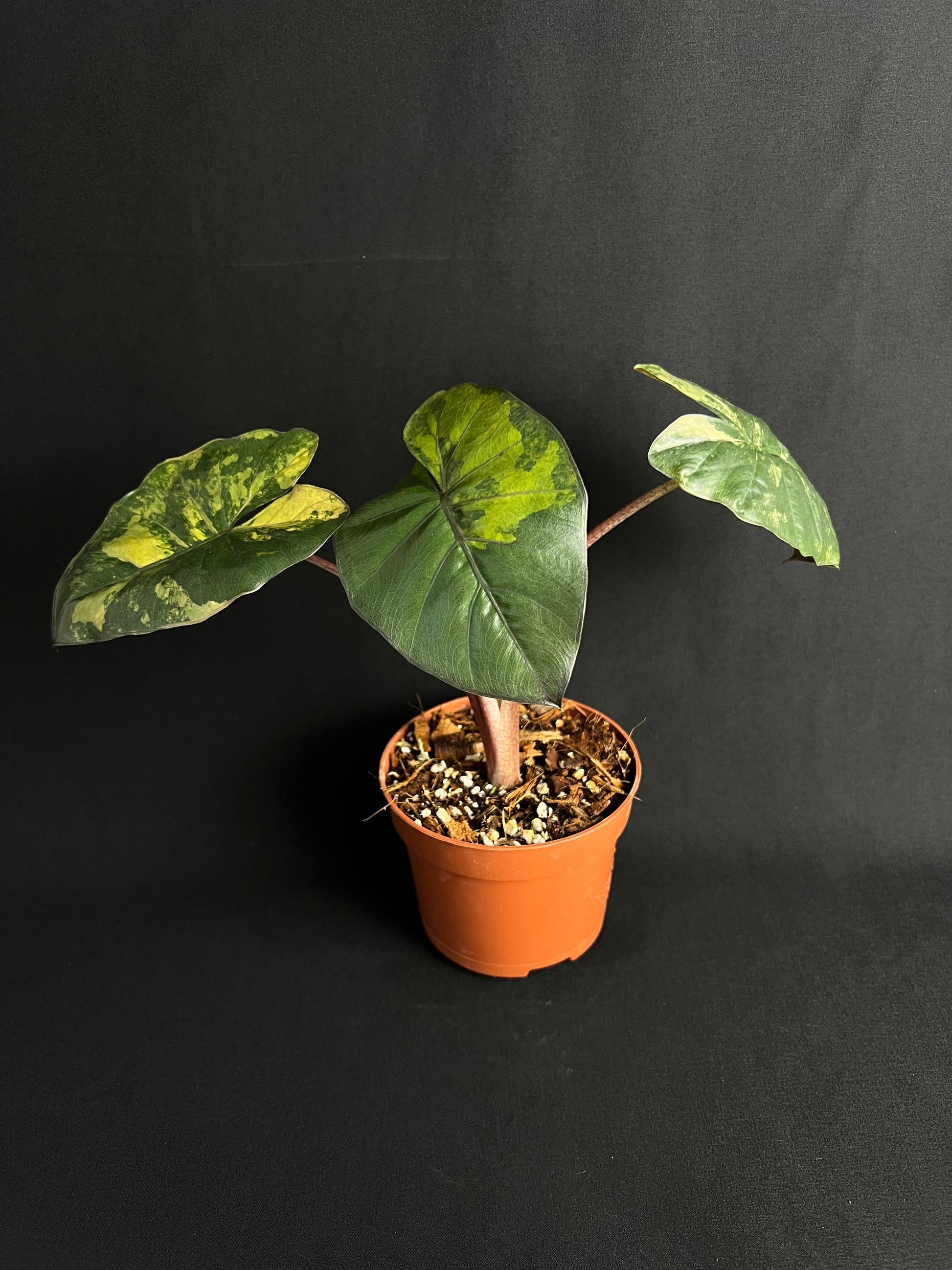 Alocasia 'Princesse du Yucatan' Aurea Variegata
