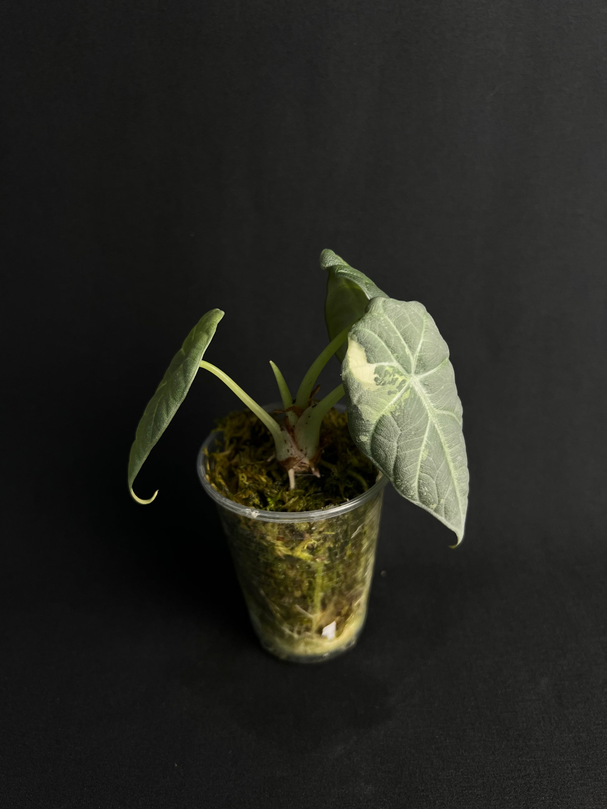 Alocasia 'Maharani' Albo Variegata #1