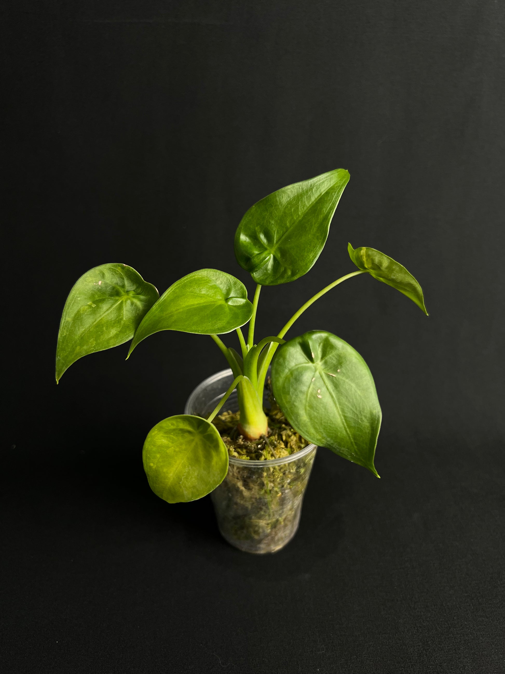 Alocasia Cucullata #1