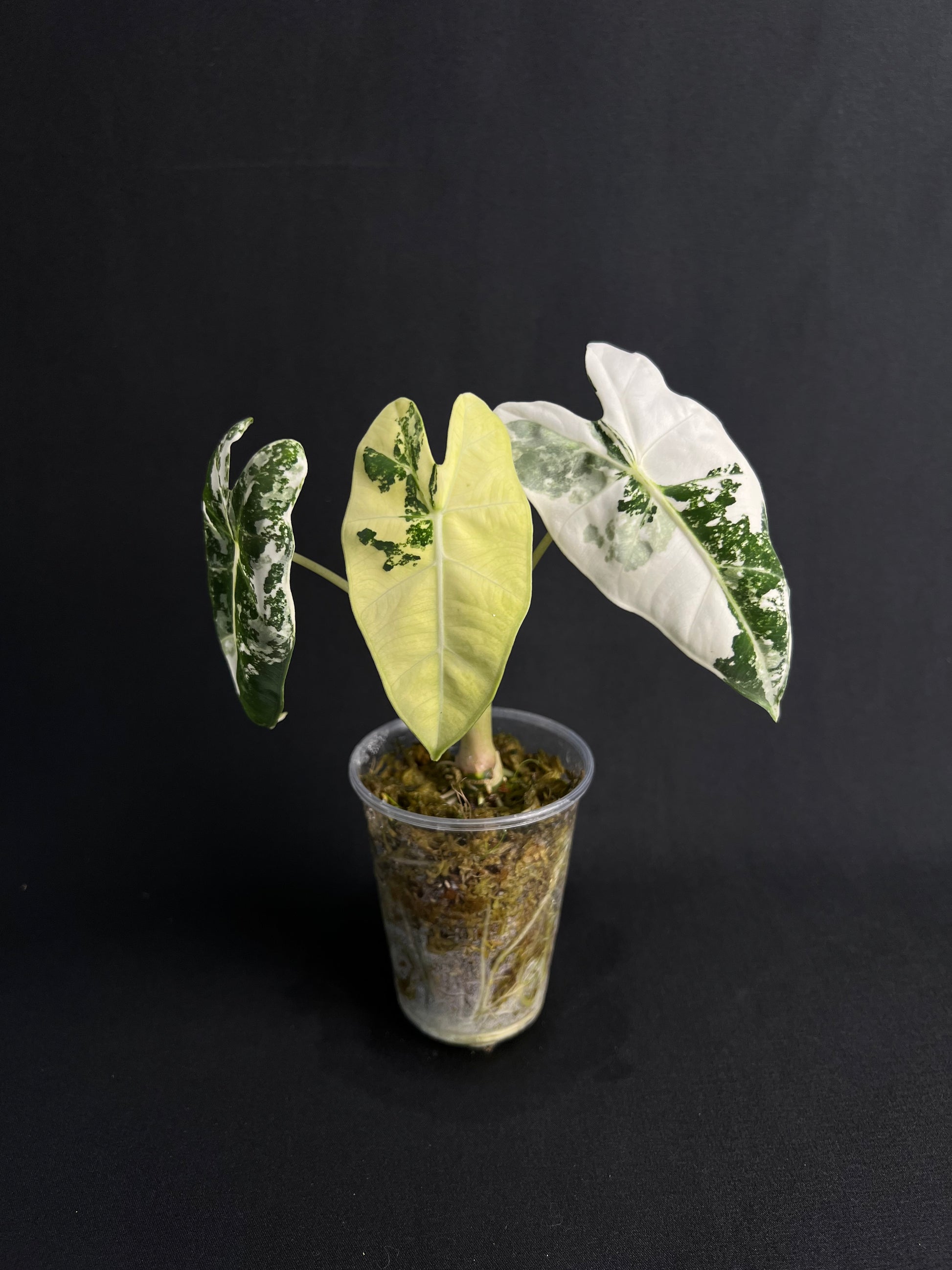 Alocasia Micholitziana 'Frydek' Variegata #4