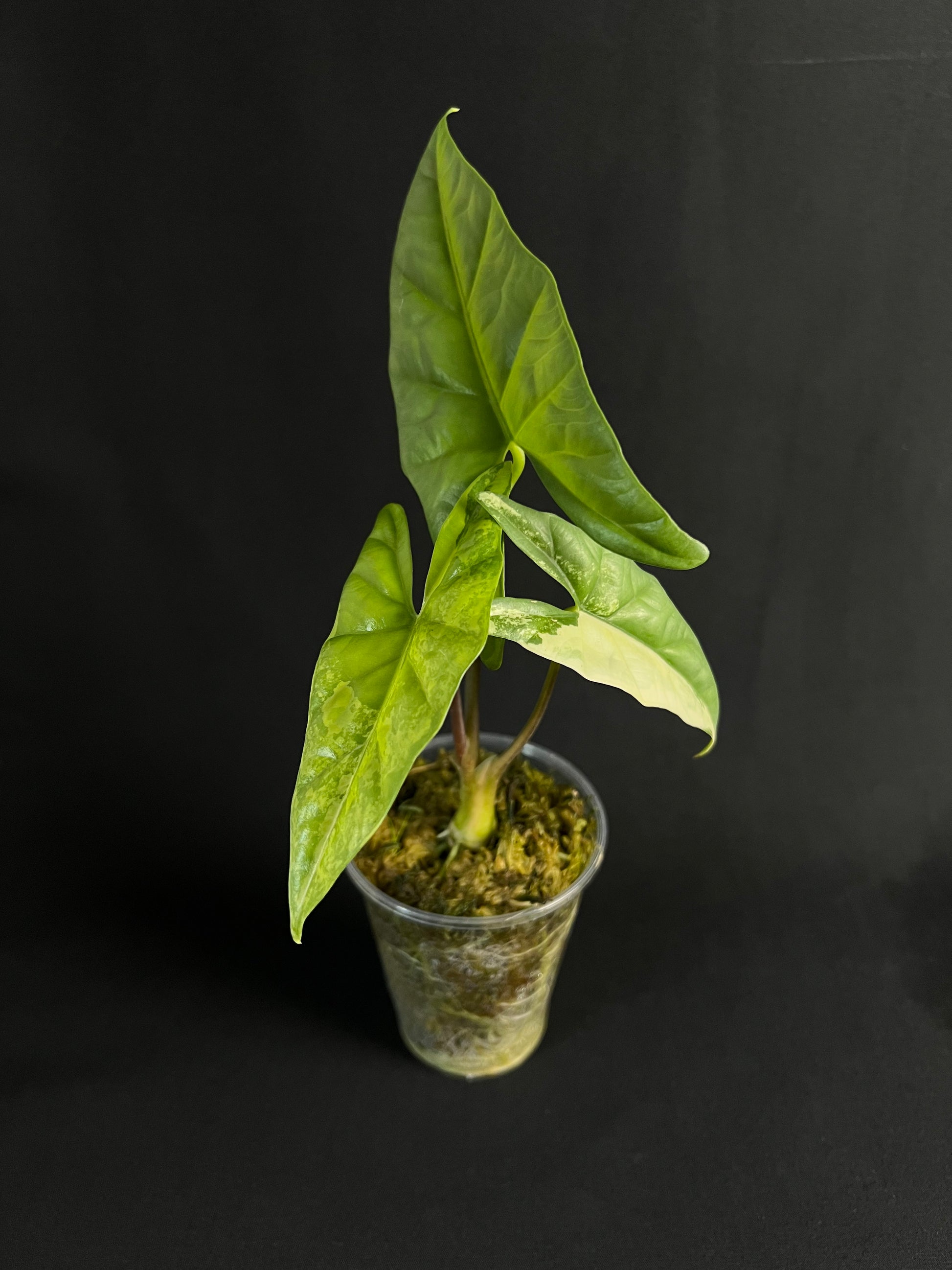 Alocasia 'Simpo' Aurea Variegata #1