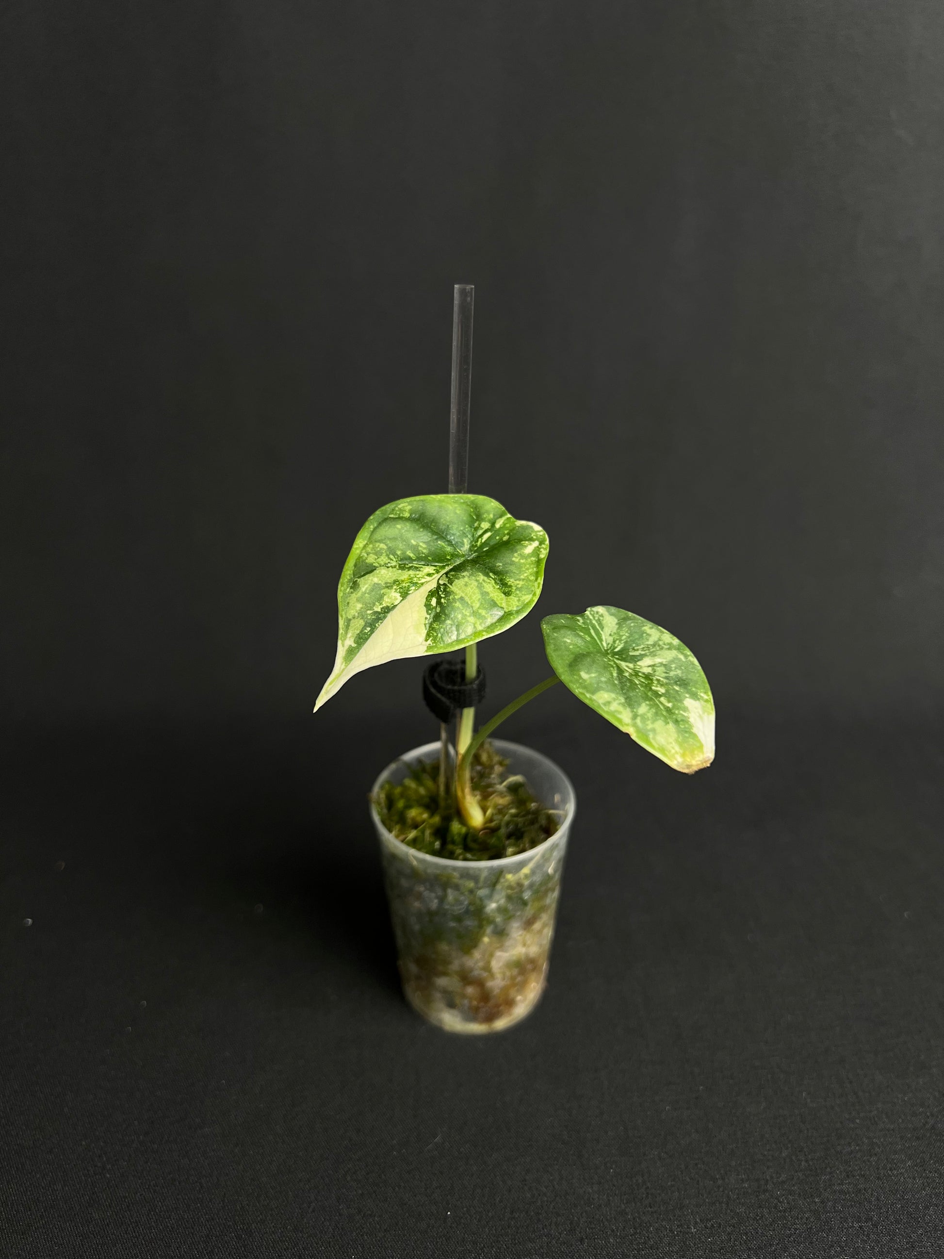 Stäbe Mini 15cm