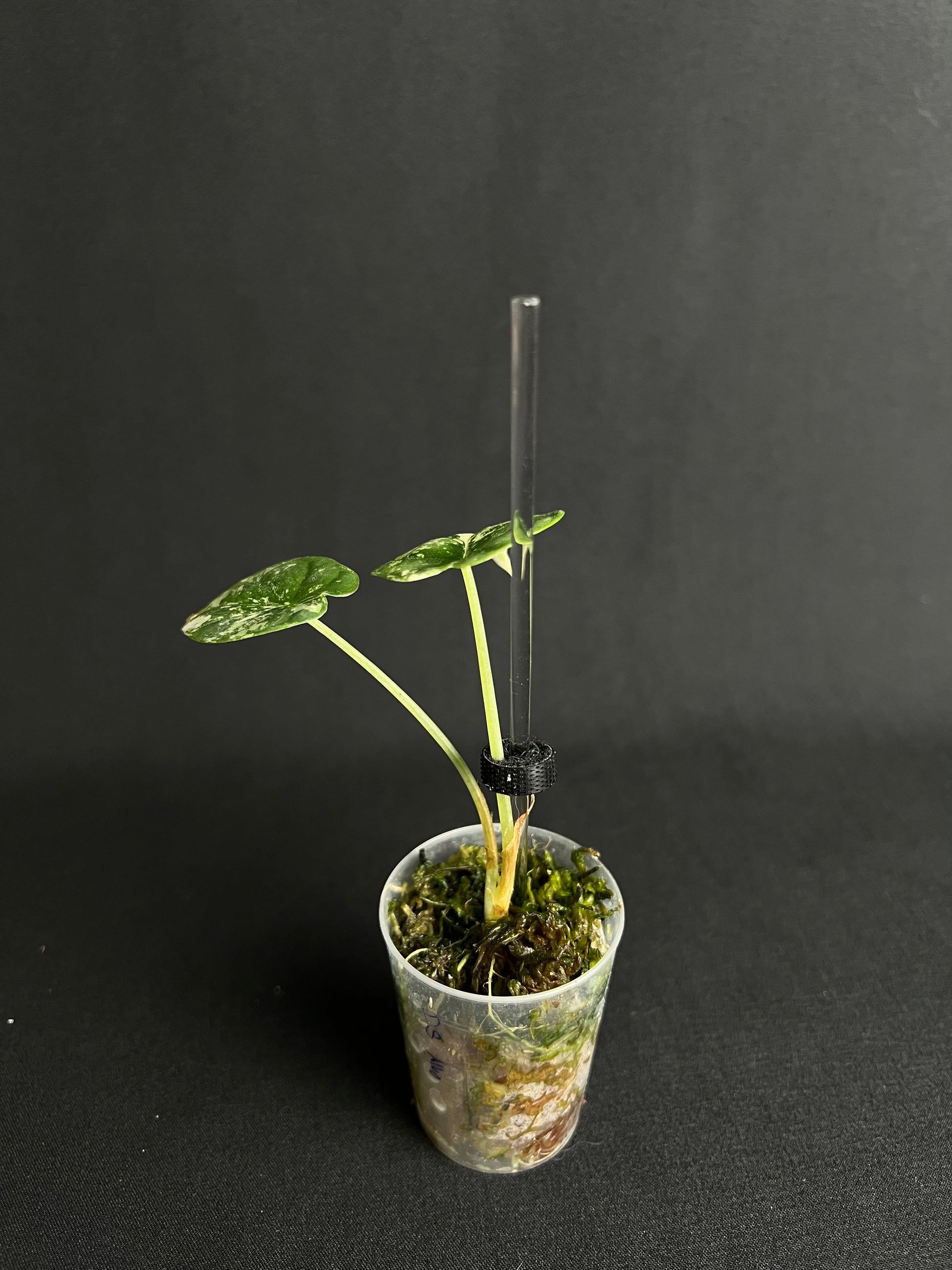 Stäbe Mini 15cm