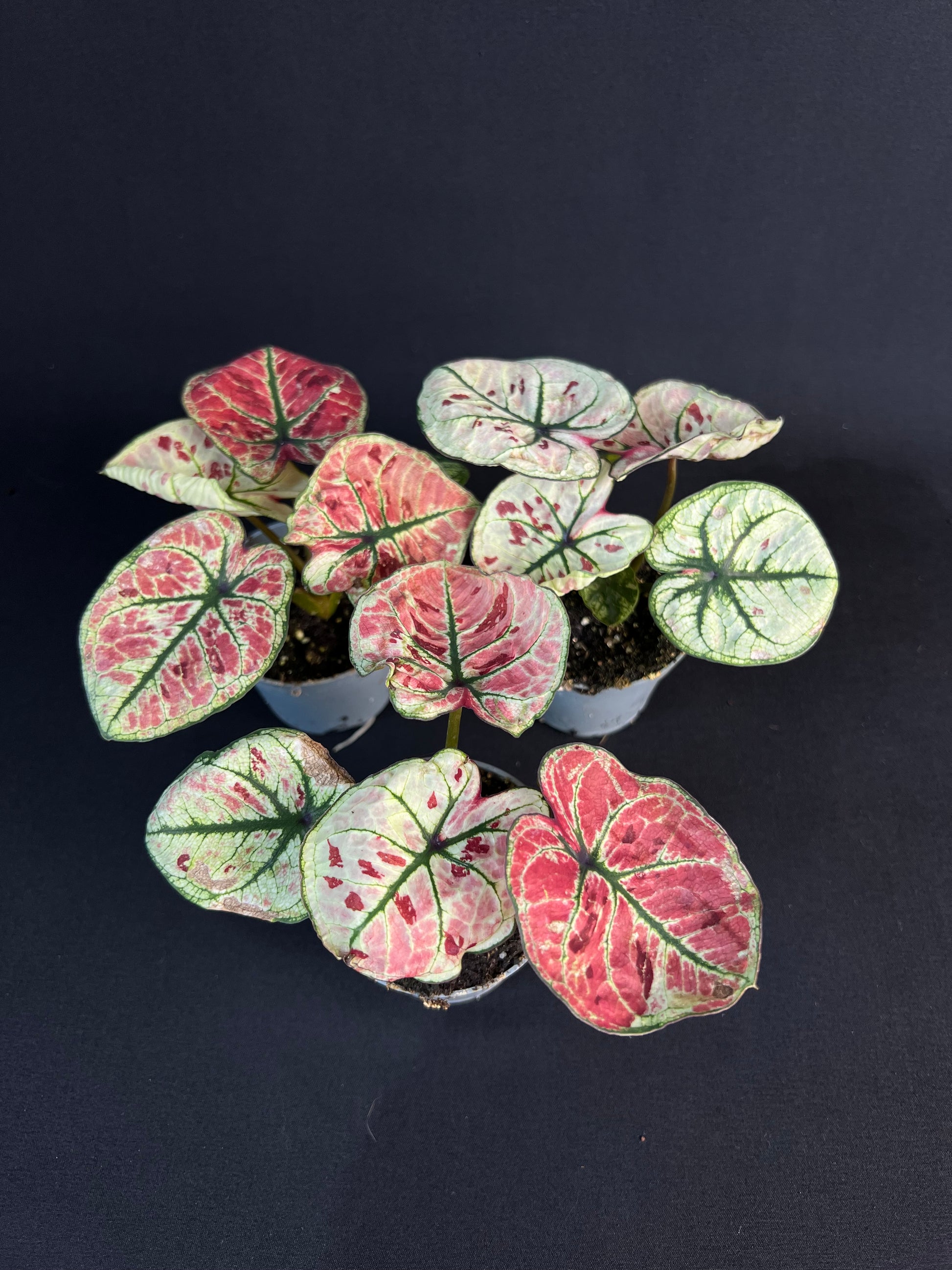 Caladium 'Kelly'