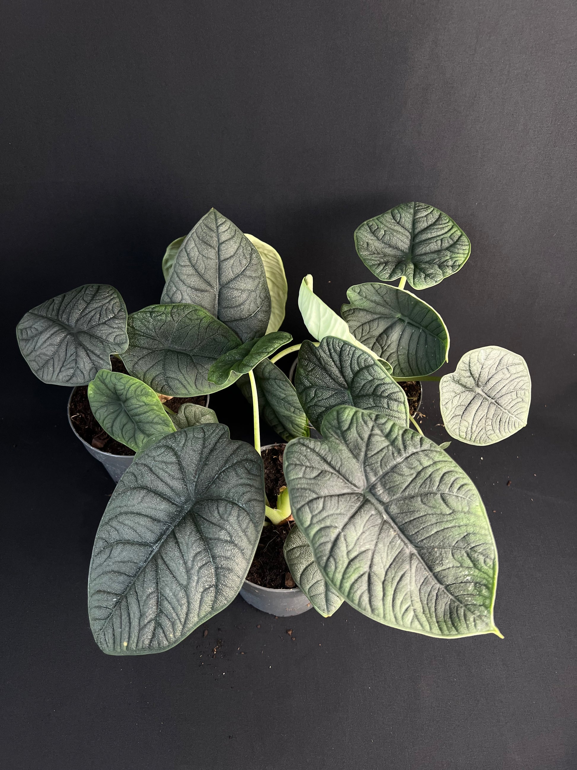 Plant template
