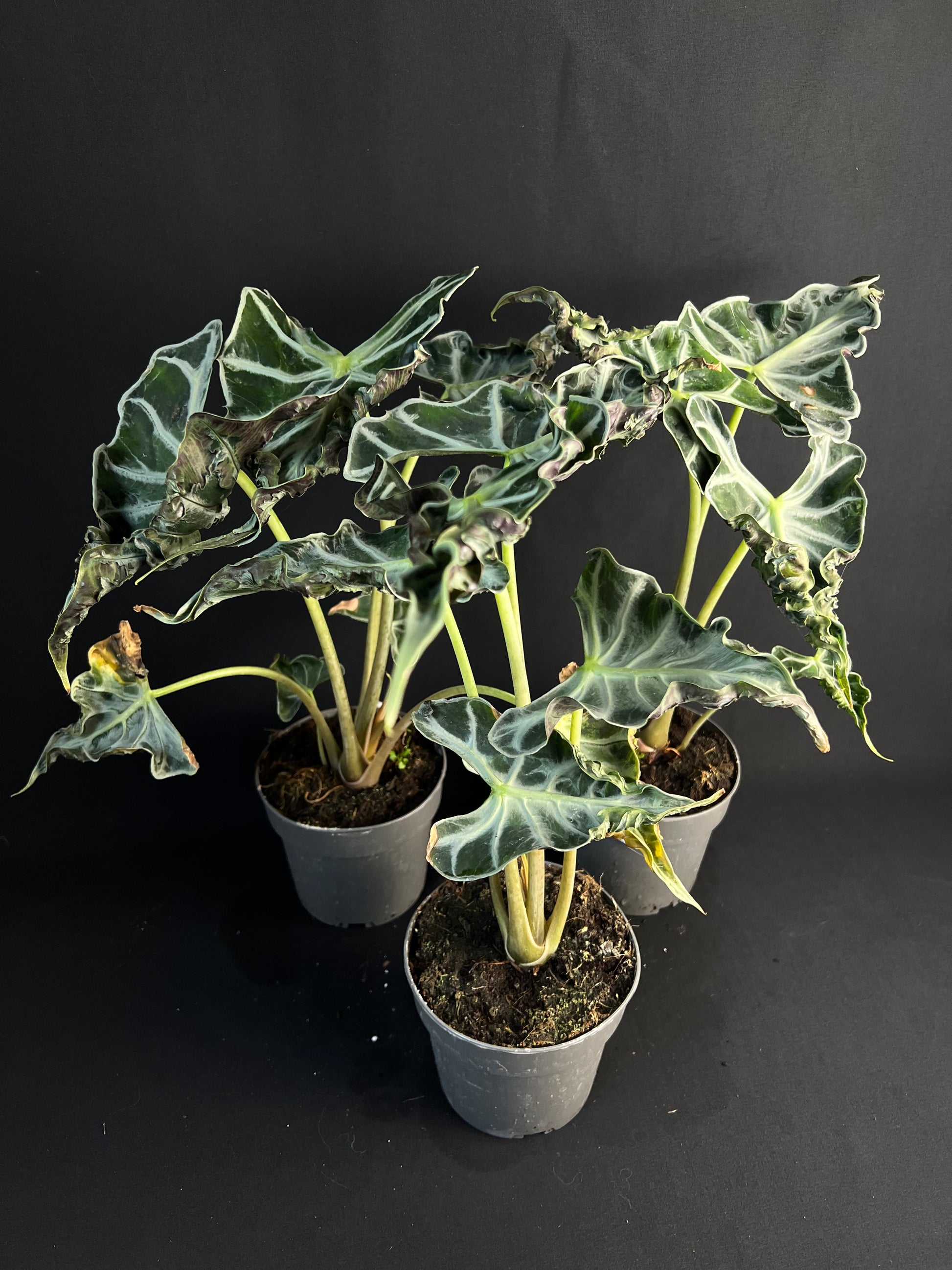 Alocasia 'Loco' #2