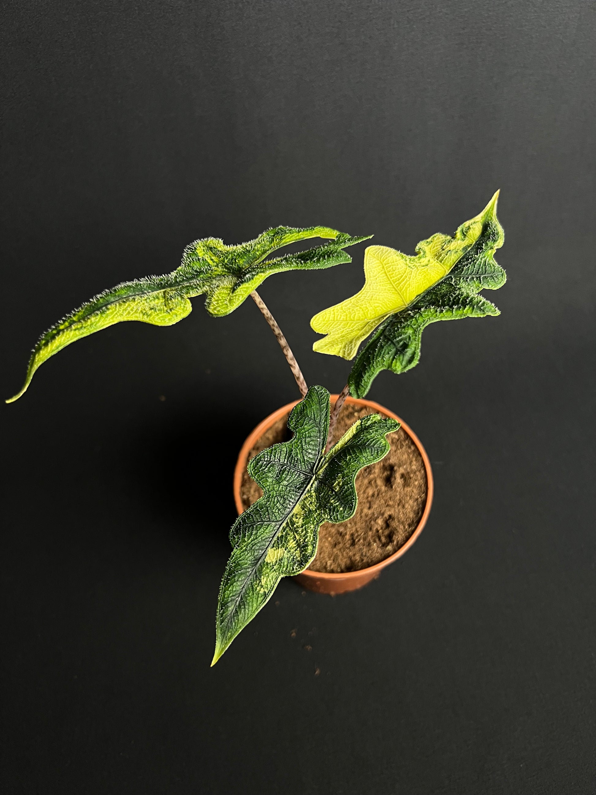 Alocasia Tandurusa 'Jacklyn' Aurea Variegata #1