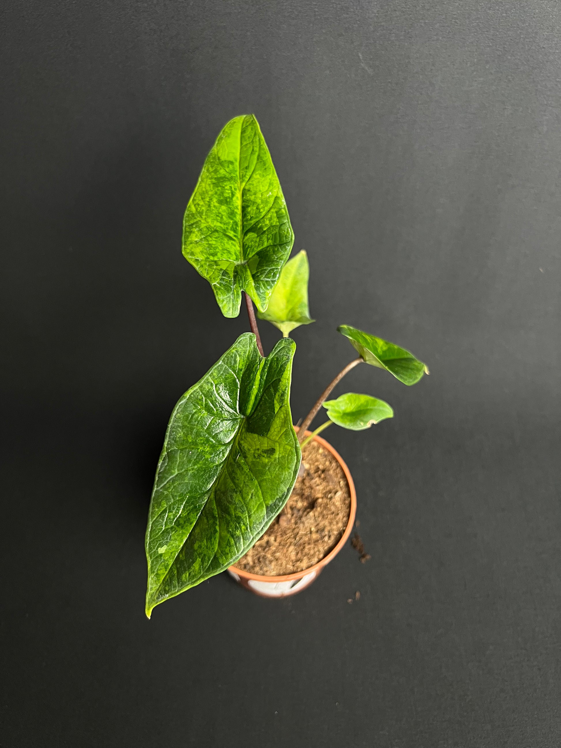 Alocasia Scalprum Aurea Variegata #1