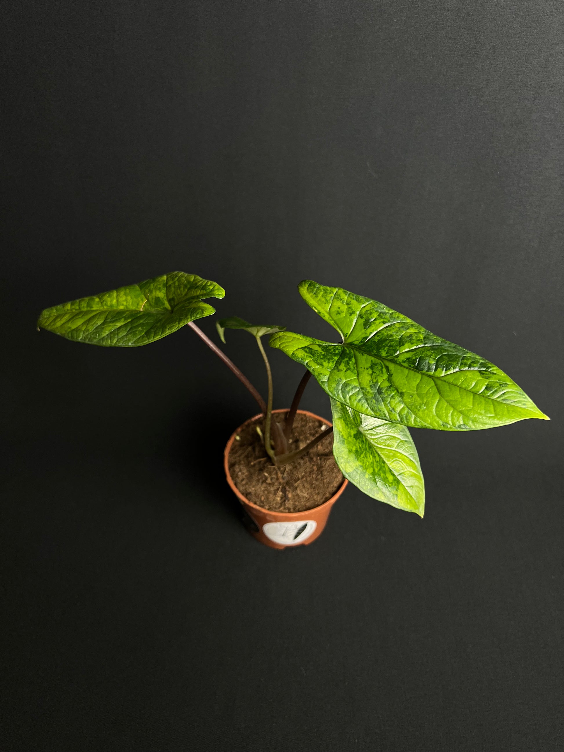 Alocasia Scalprum Aurea Variegata #2