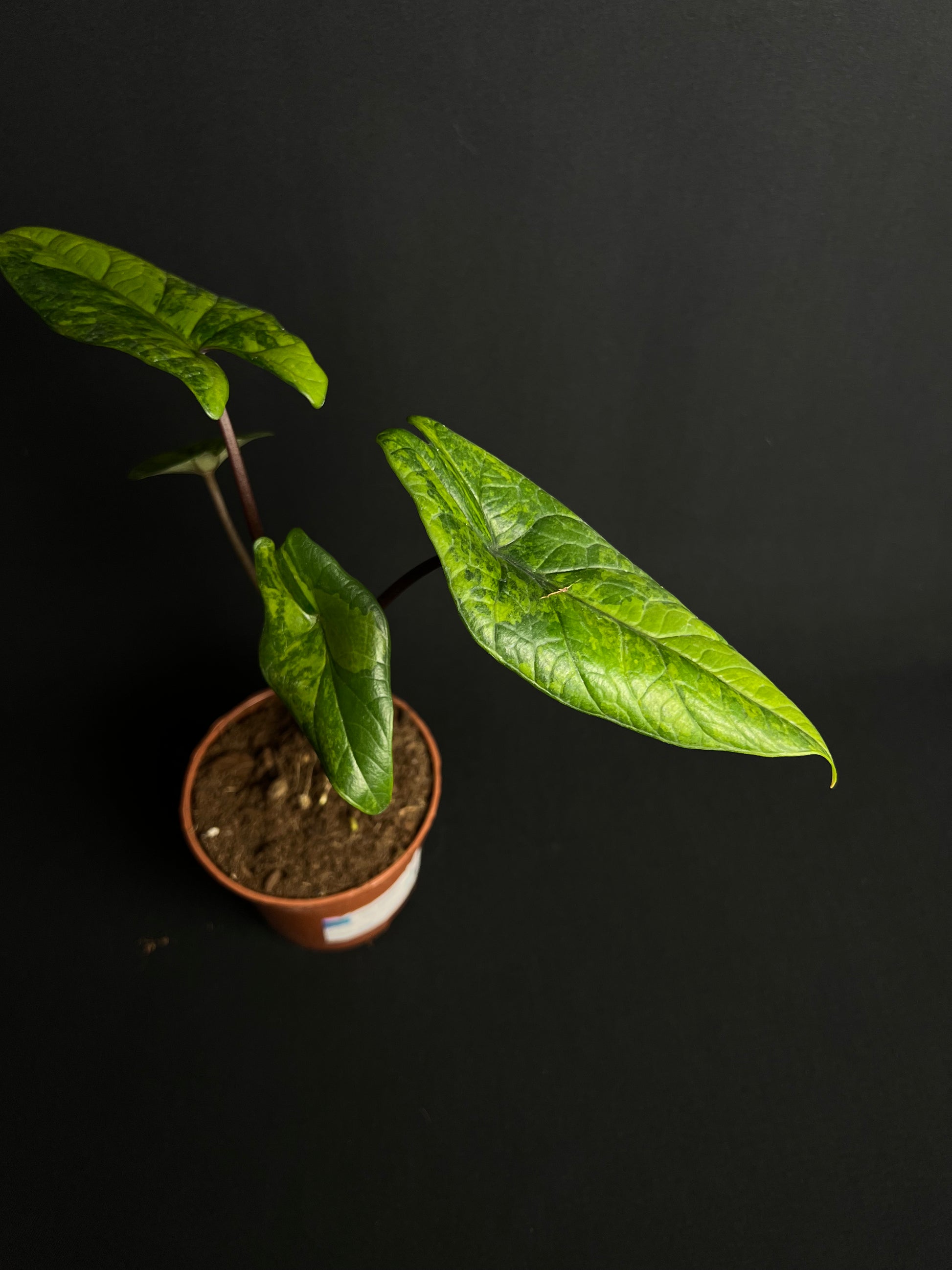 Alocasia Scalprum Aurea Variegata #2