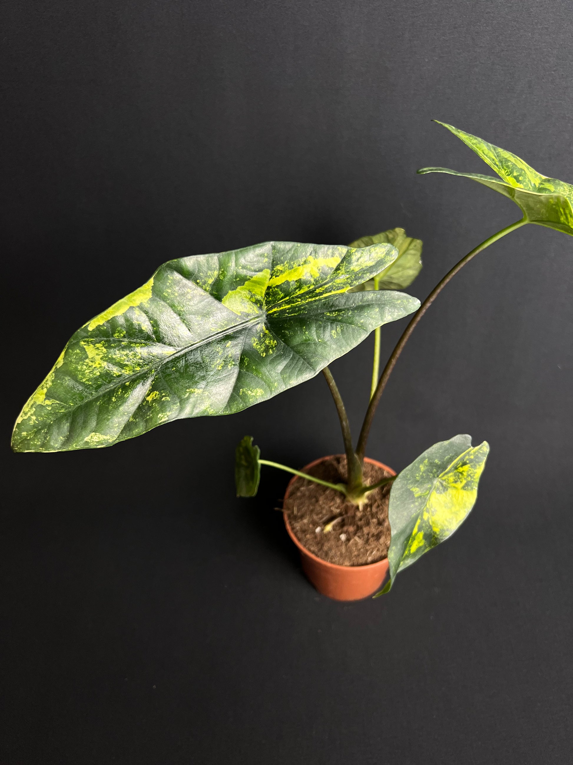 Alocasia Simpo Aurea Variegata #1