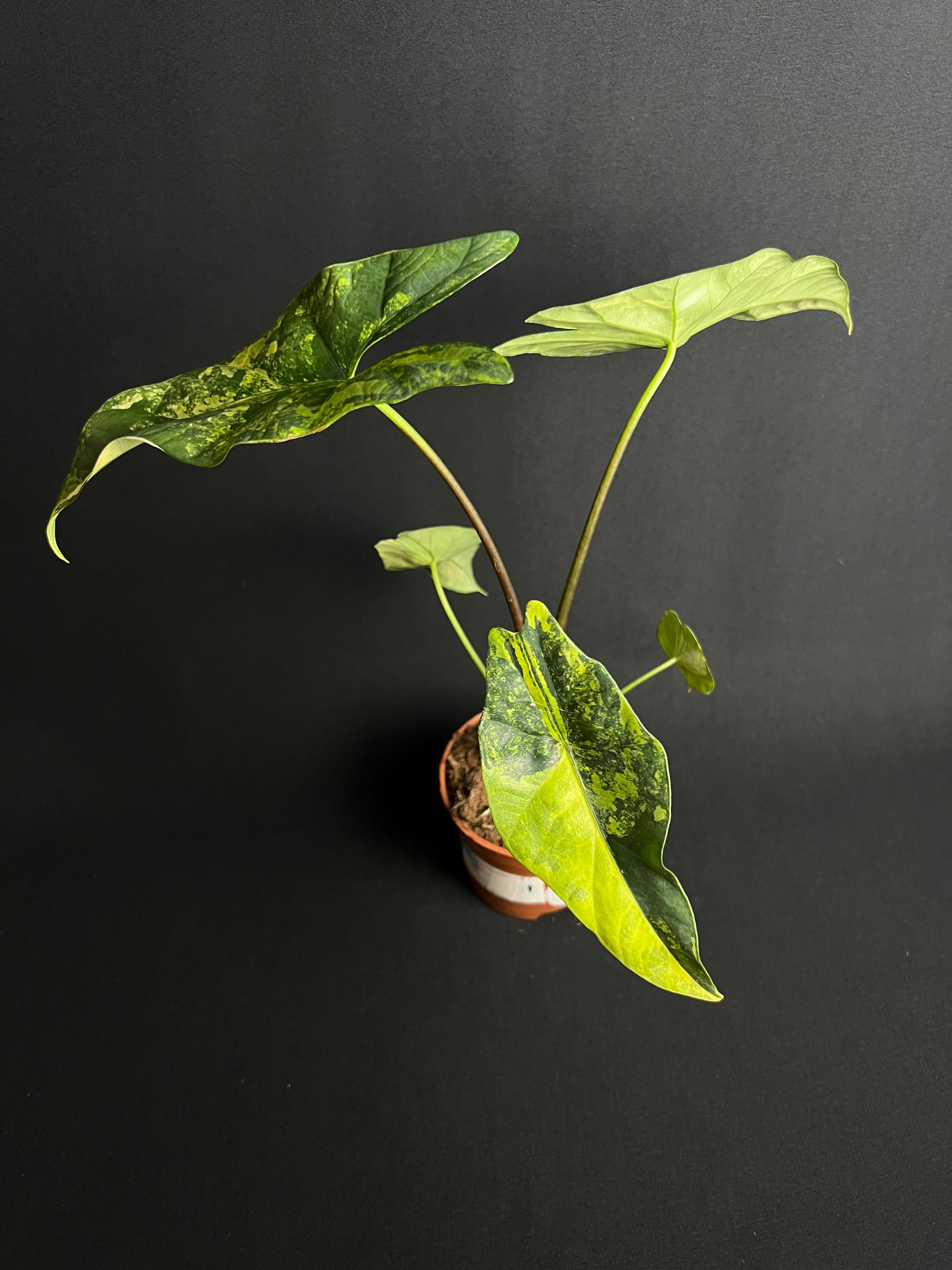 Alocasia Simpo Aurea Variegata #1