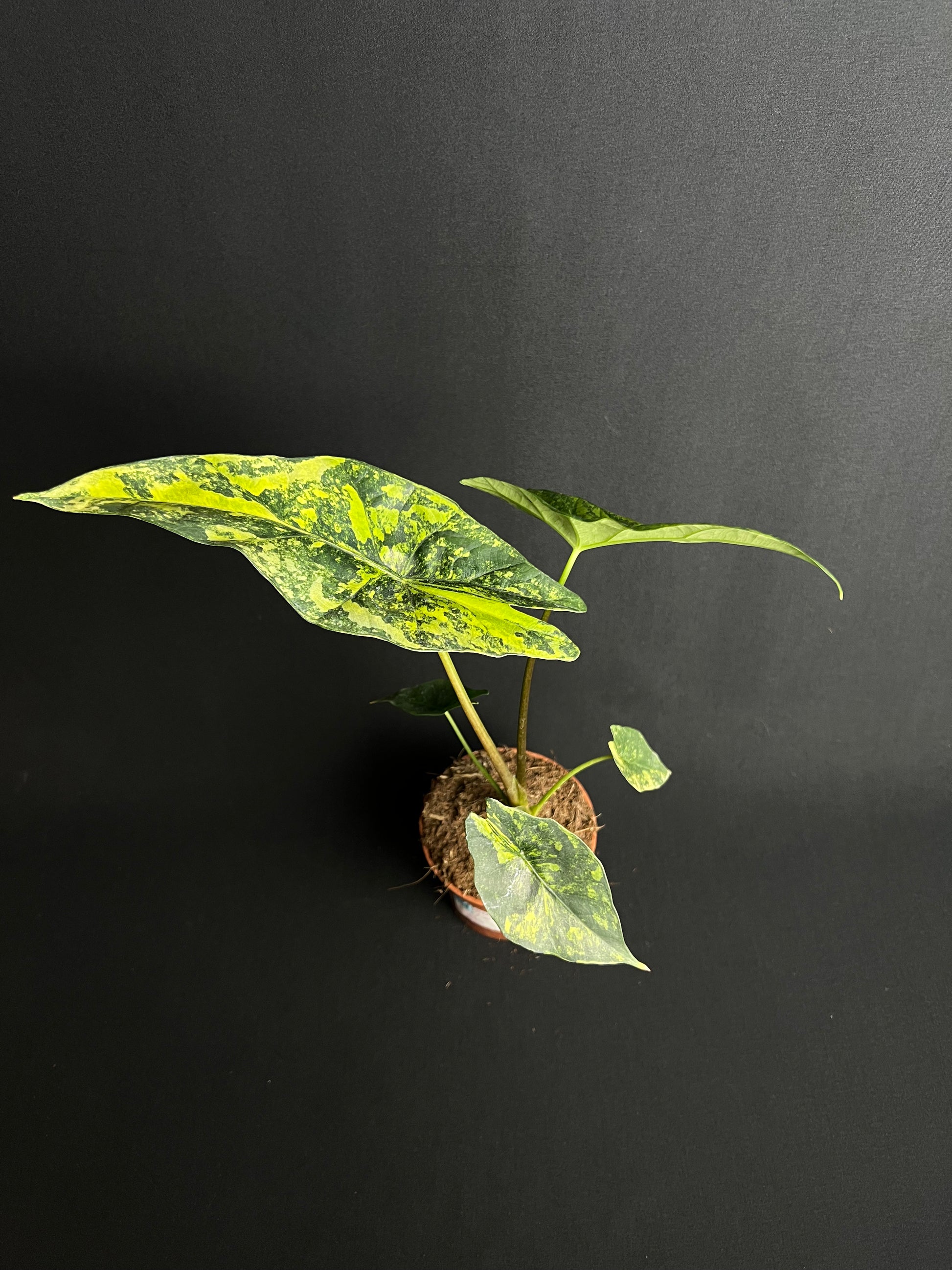 Alocasia Simpo Aurea Variegata #4
