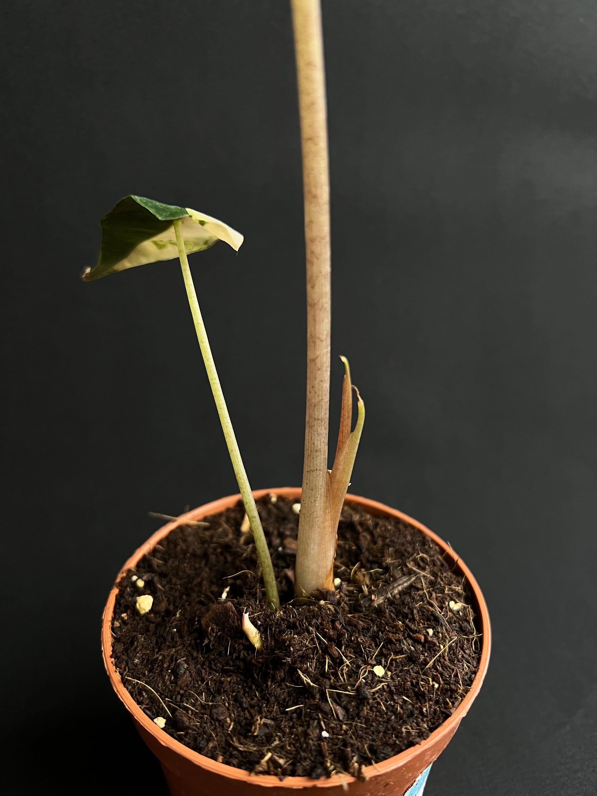 Alocasia Sanderiana Bull Aurea Variegata #1