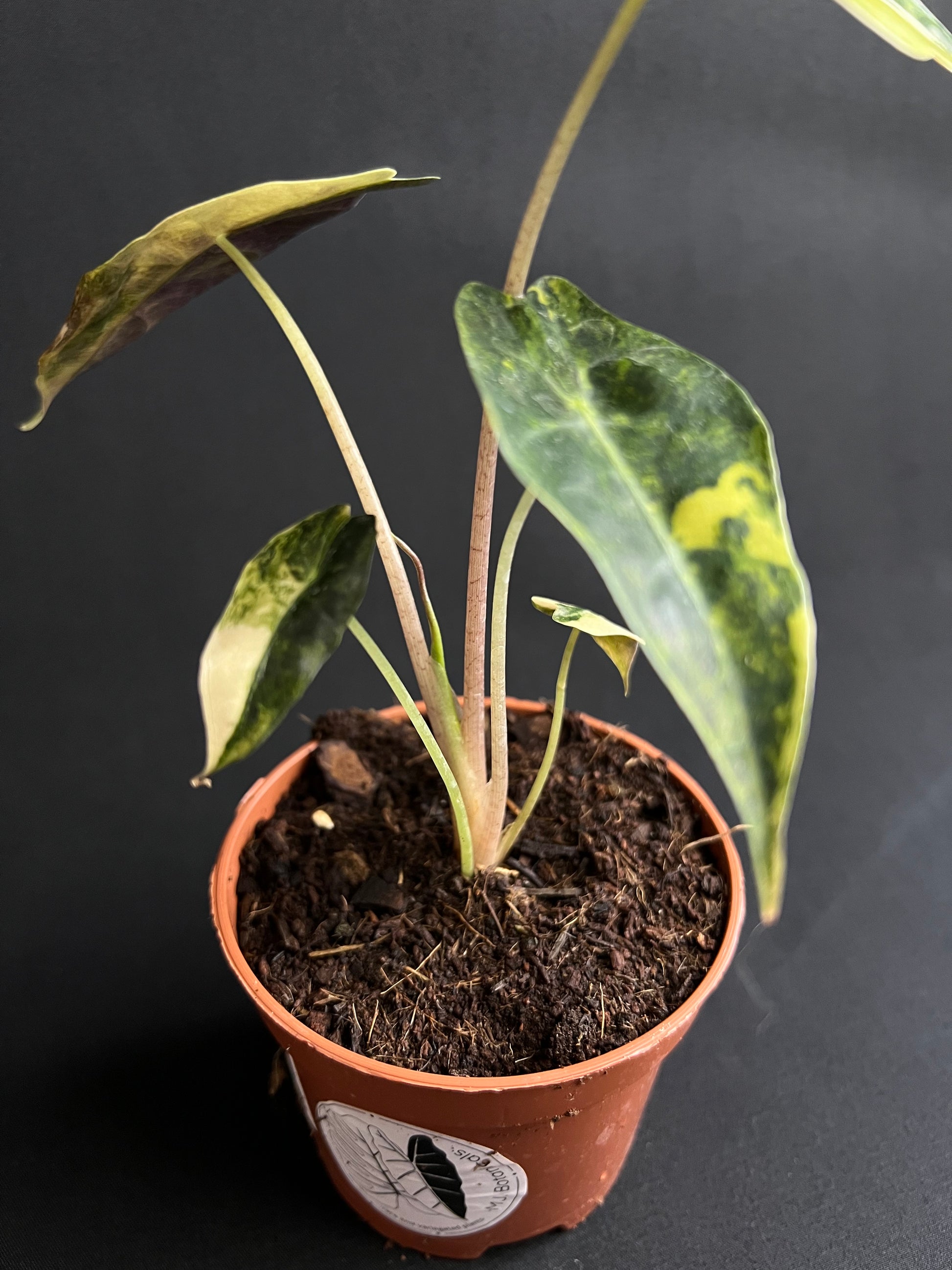 Alocasia Sanderiana Bull Aurea Variegata #2