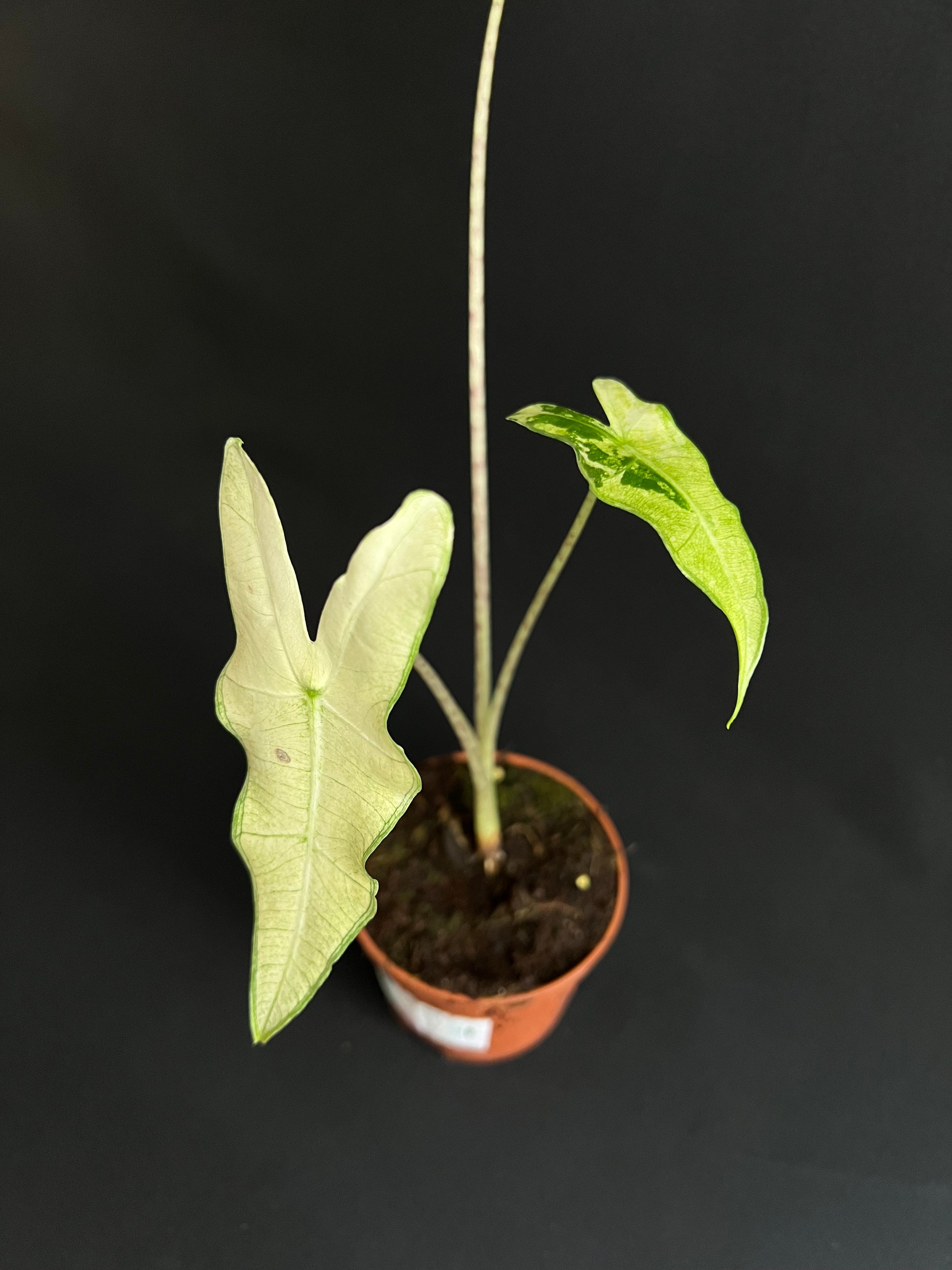Alocasia Sarian Albo Variegata #2