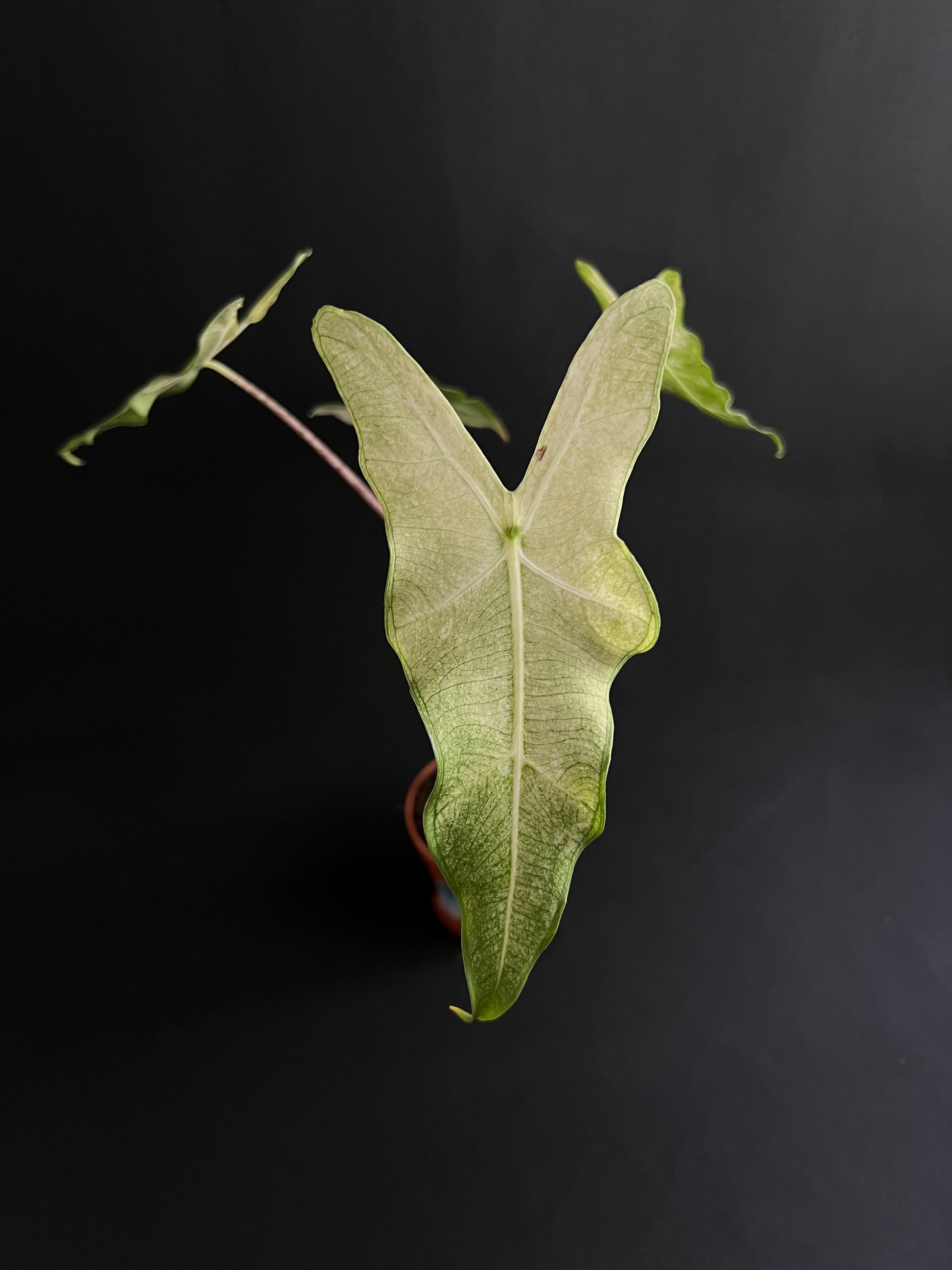 Alocasia Sarian Albo Variegata #3