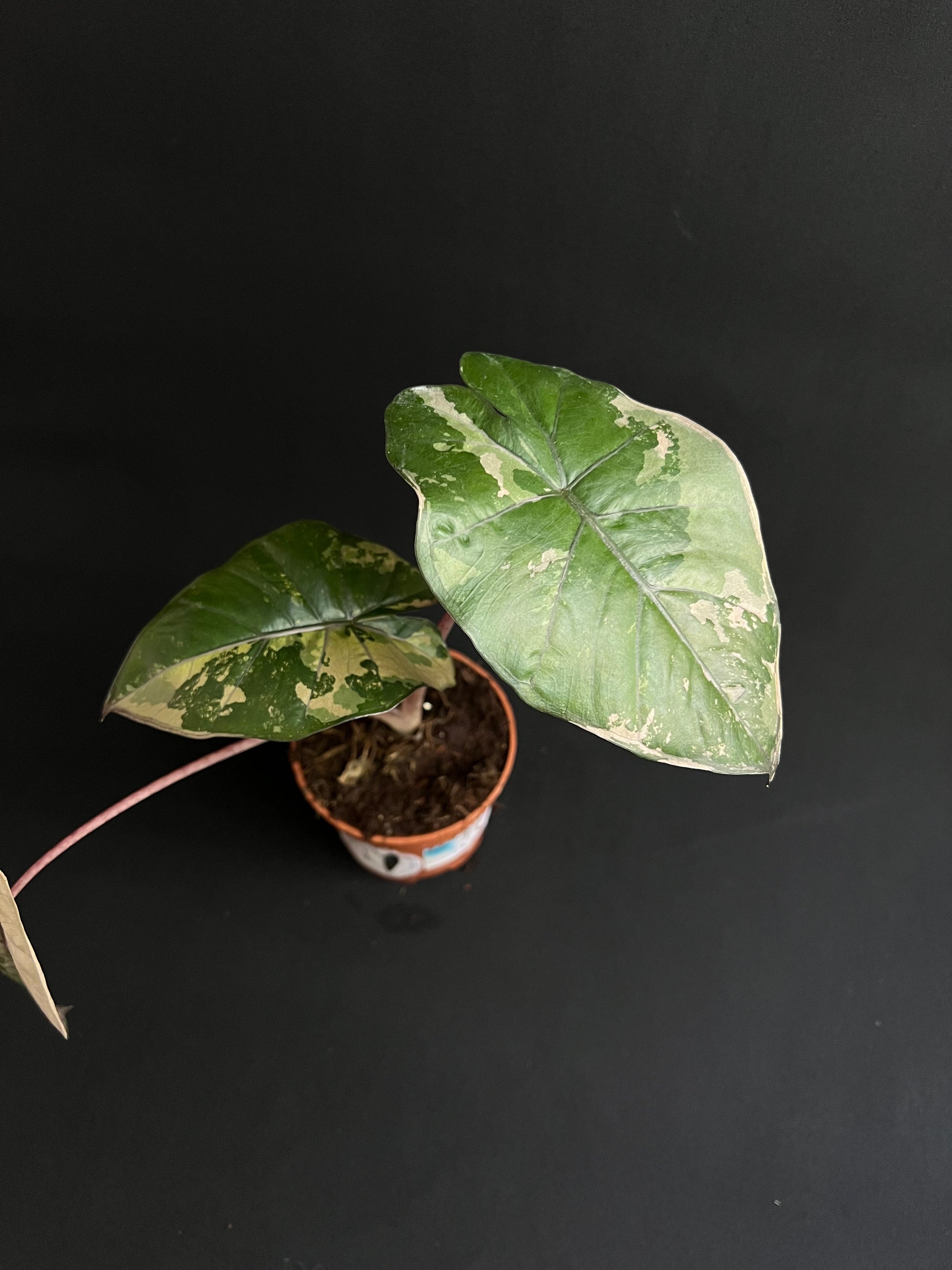 Alocasia Yucatan Princess Albo/Pink Variegata #2