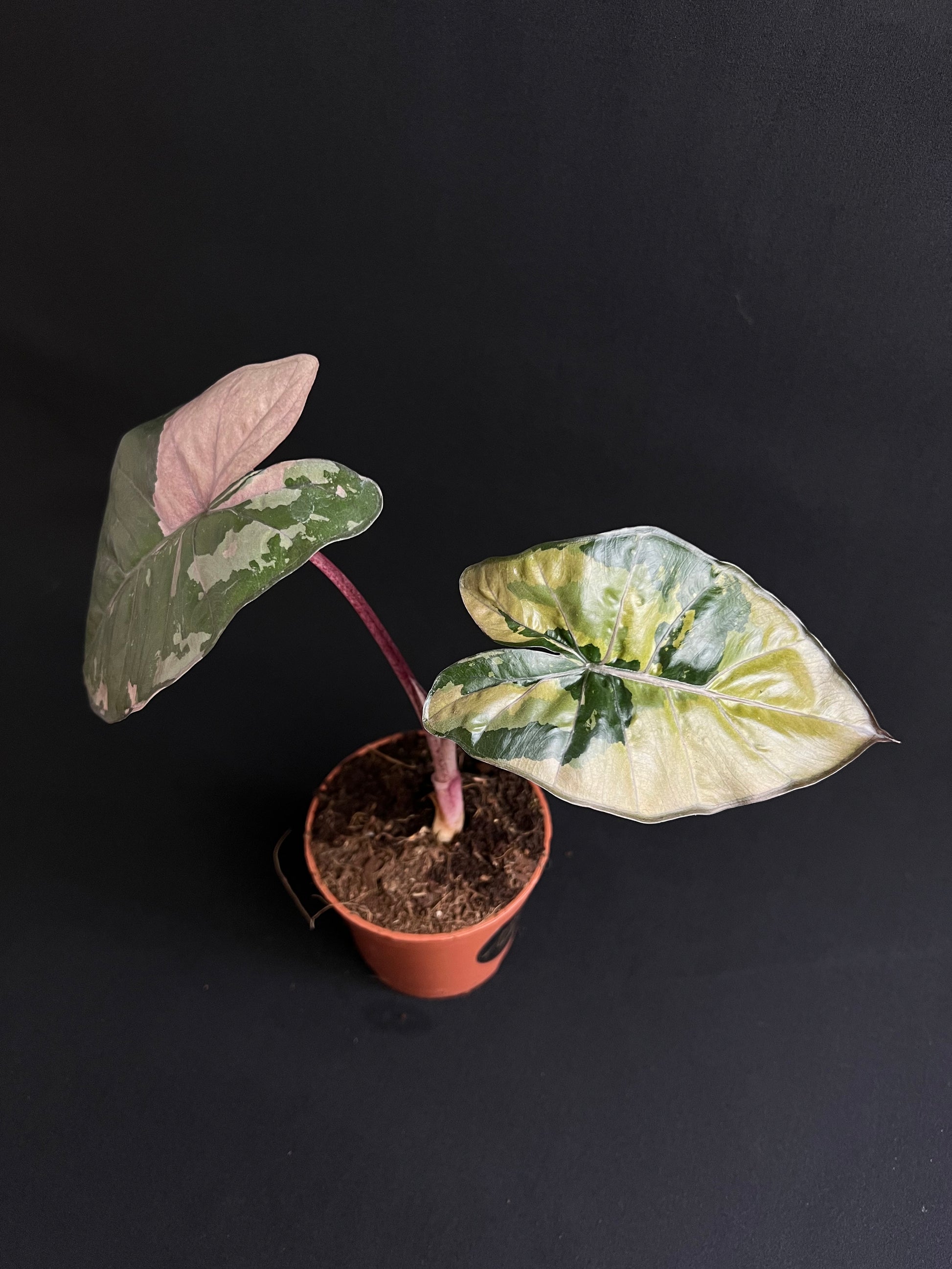 Alocasia Yucatan Princess Albo/Pink Variegata #3