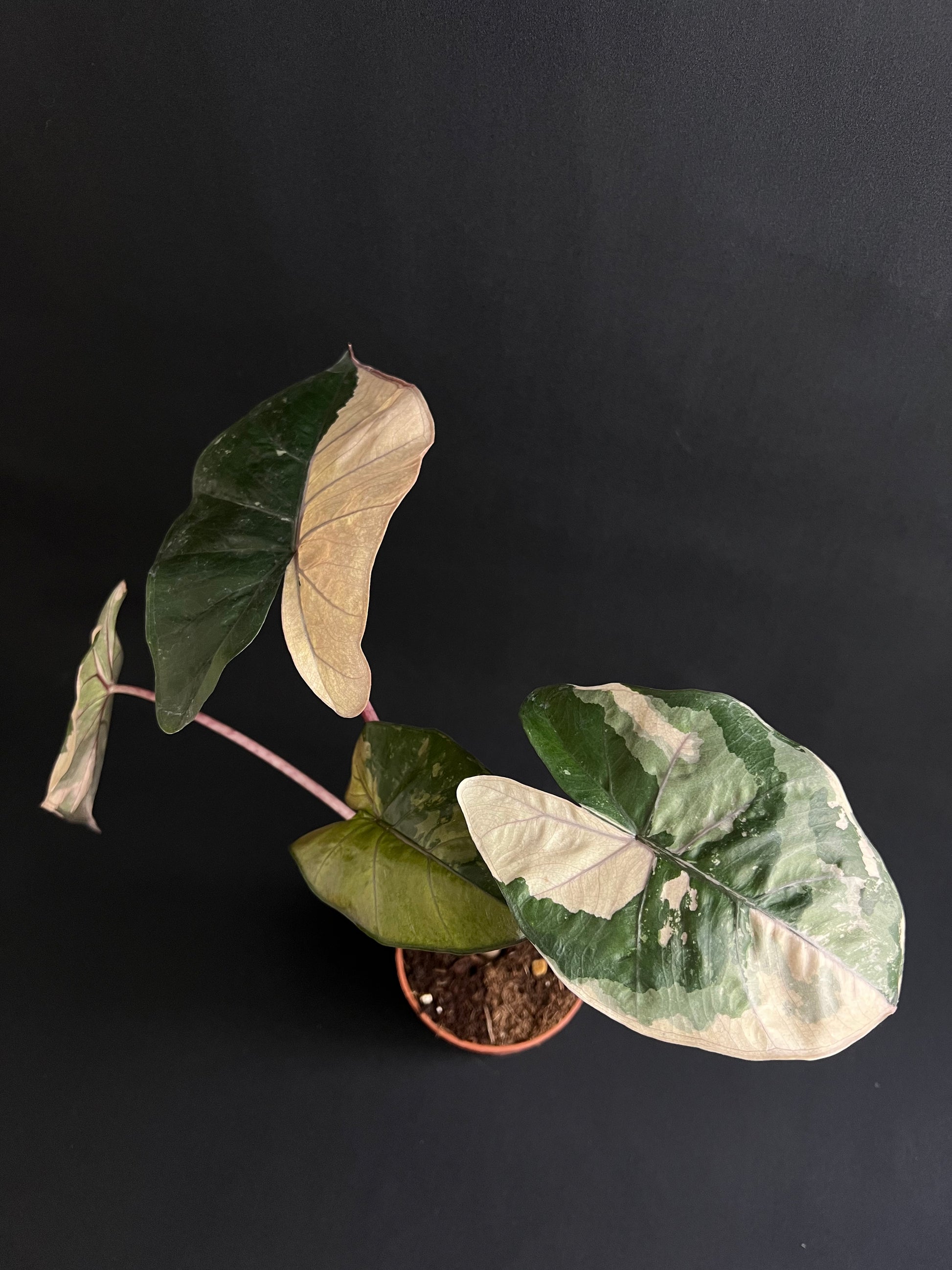 Alocasia Yucatan Princess Albo/Pink Variegata #4