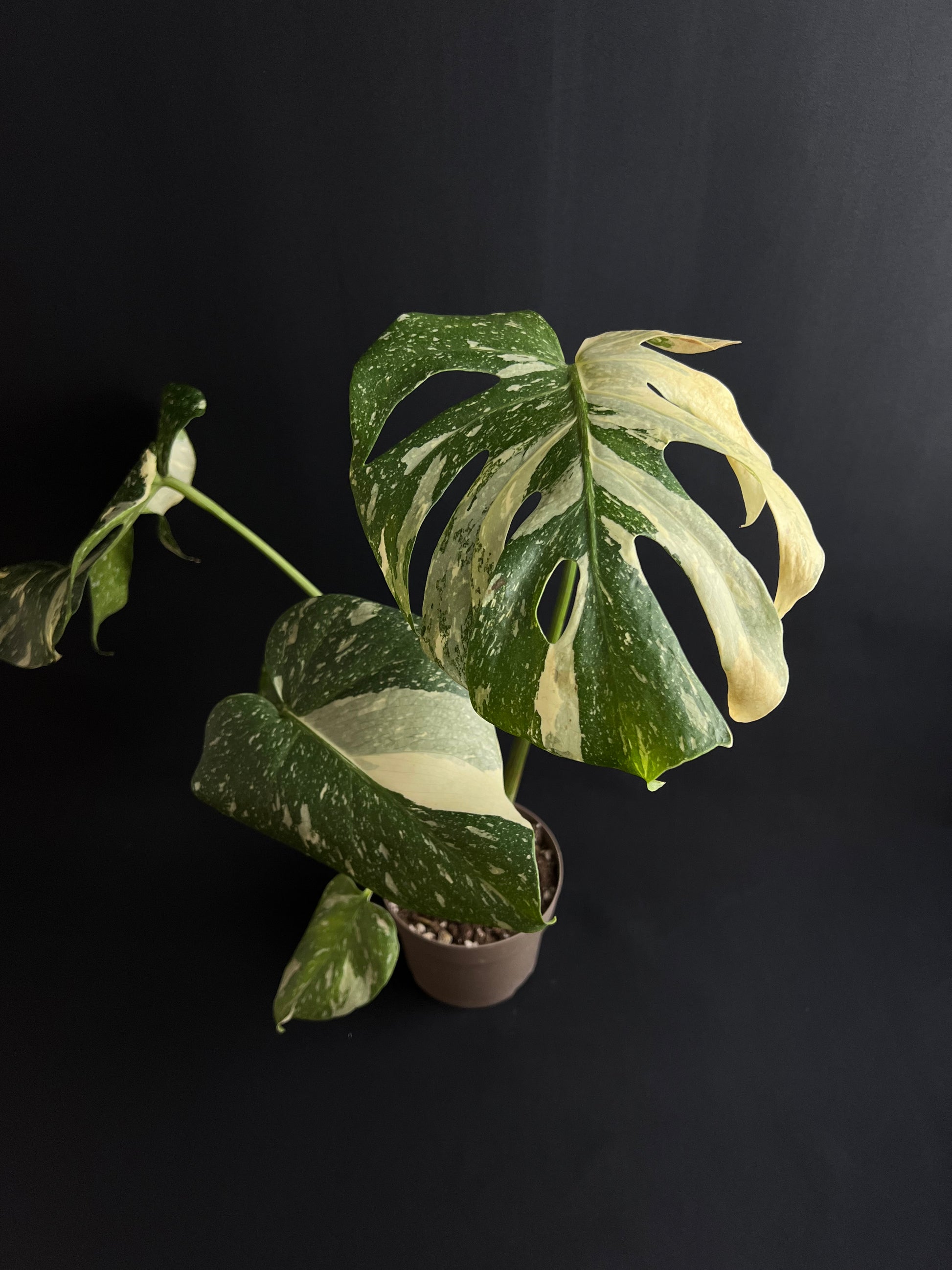 Monstera Thai Constellation