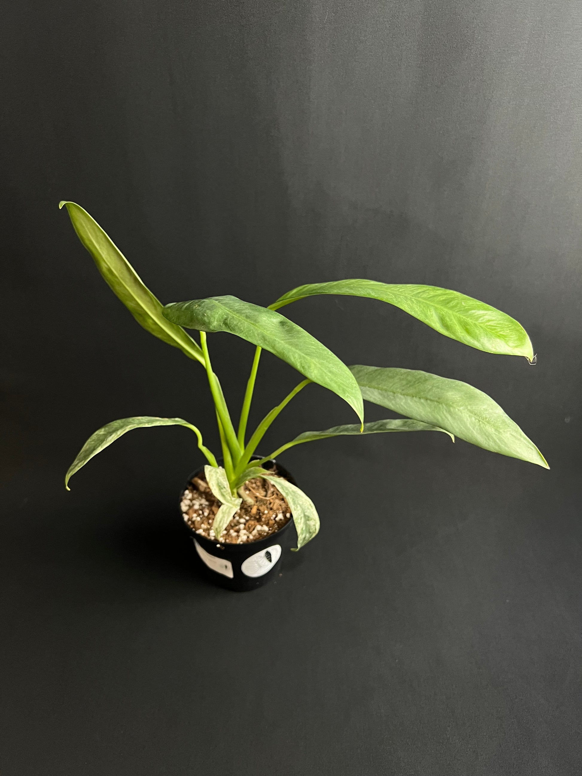 Rhaphidophora Puberula Variegata