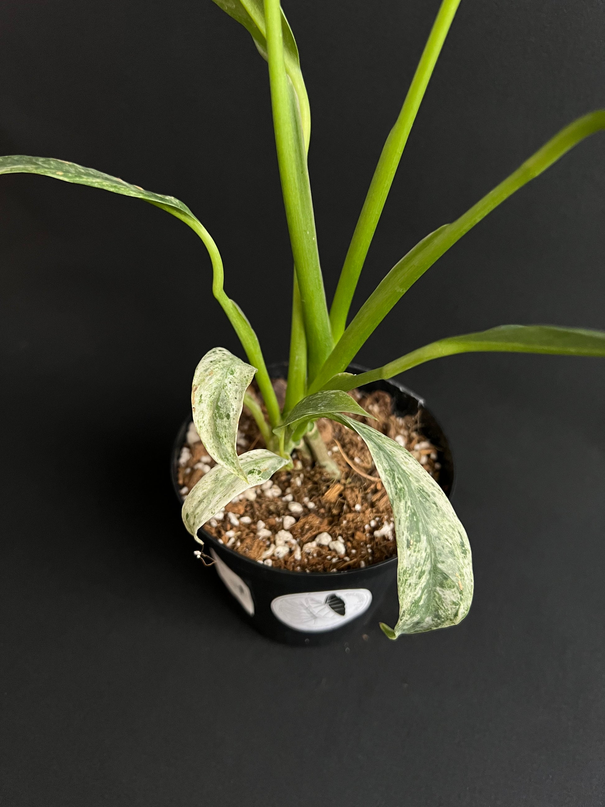 Rhaphidophora Puberula Variegata