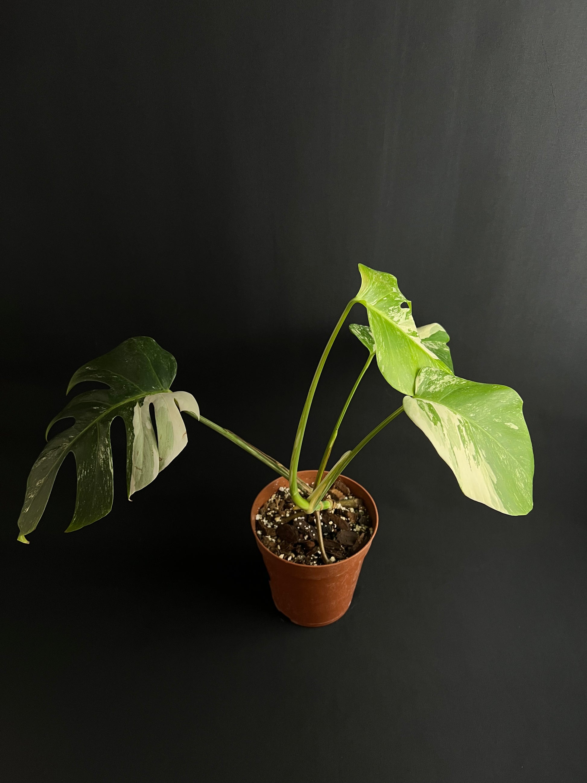 Monstera Thai Constellation