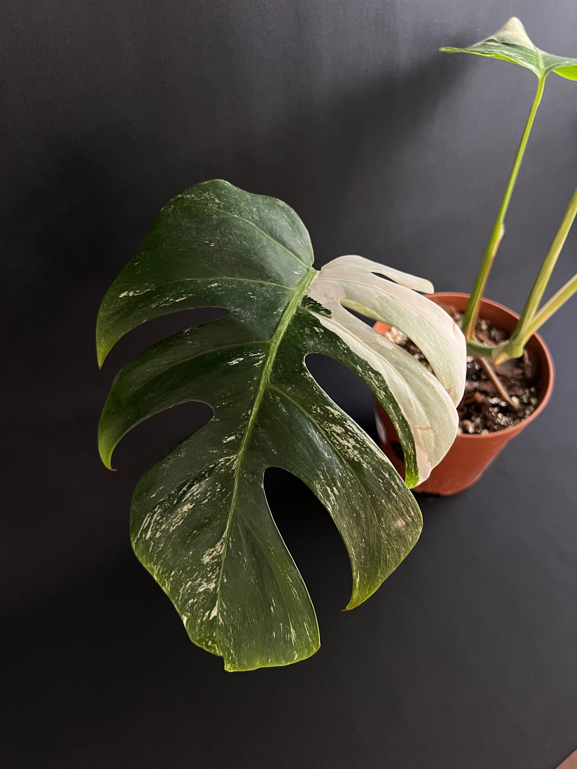 Monstera Thai Constellation