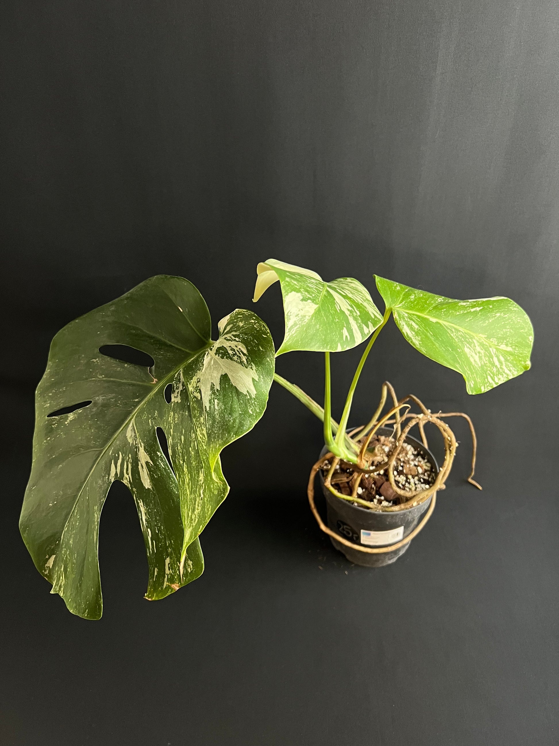 Monstera Thai Constellation