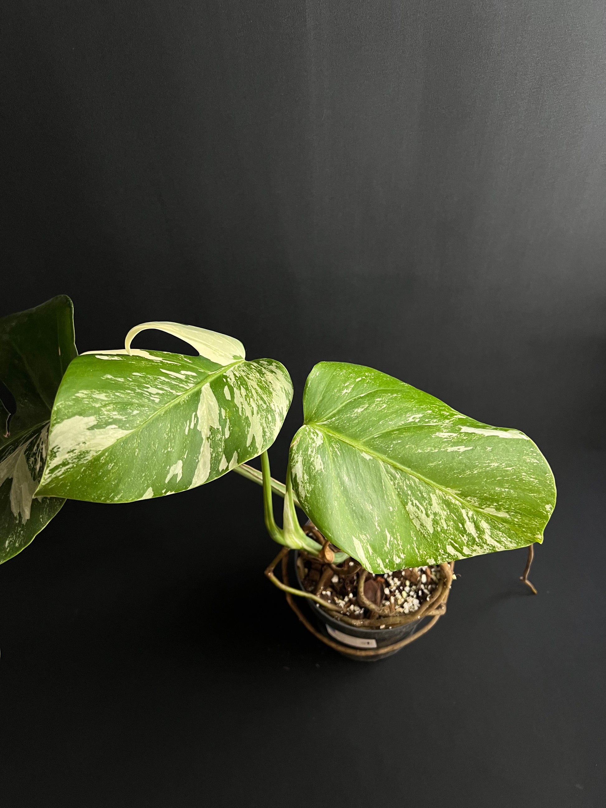 Monstera Thai Constellation