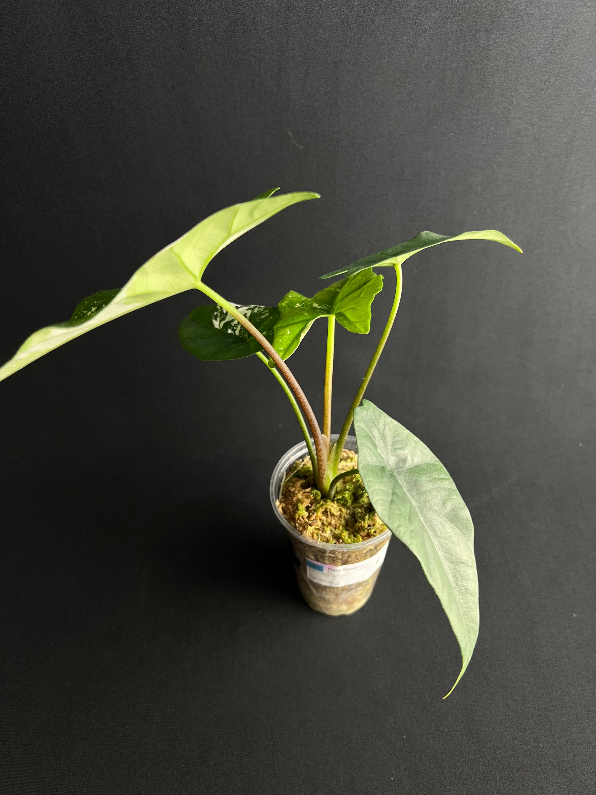 Alocasia Simpo Albo Variegata