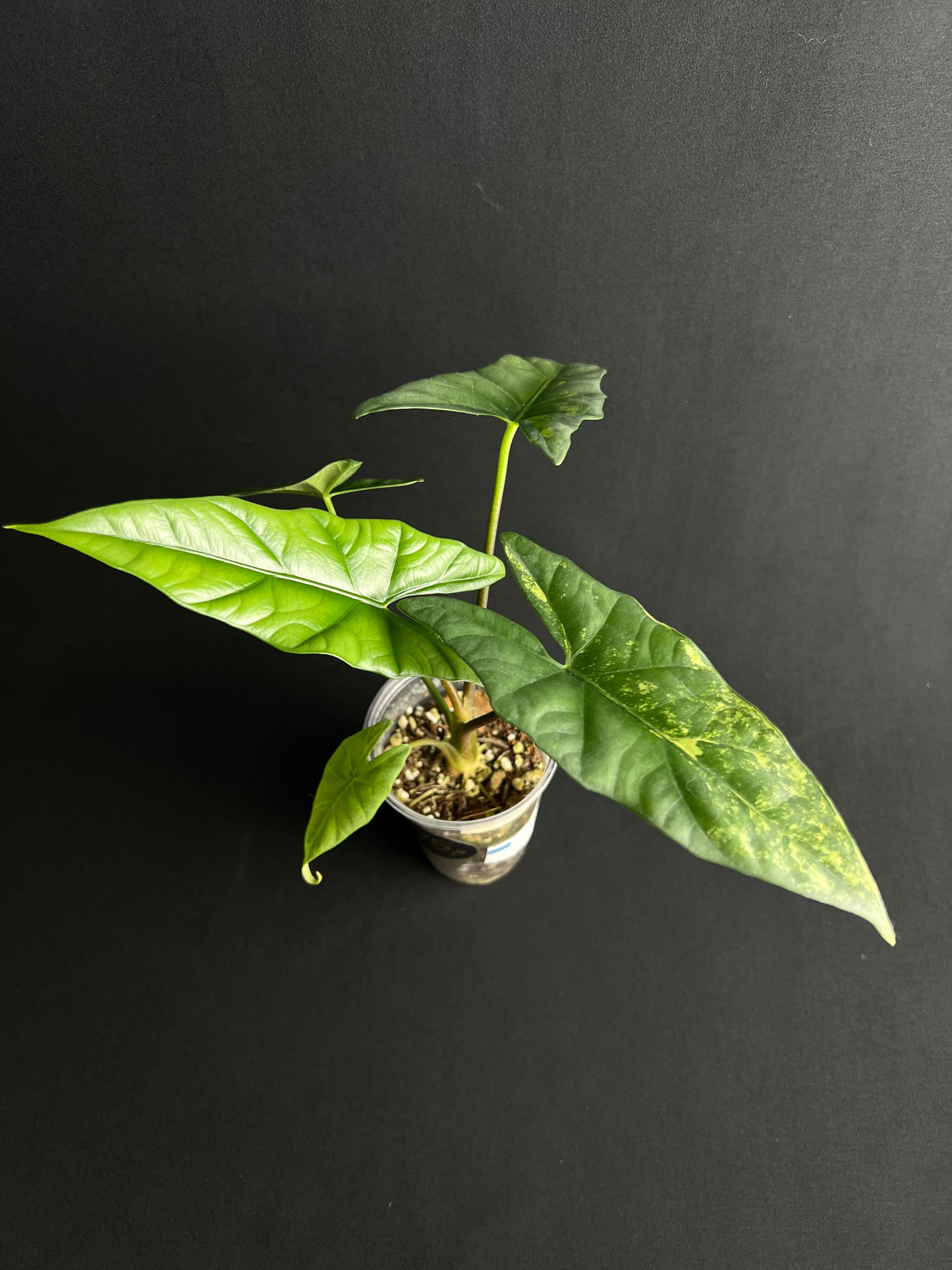 Alocasia Simpo Aurea Variegata #5