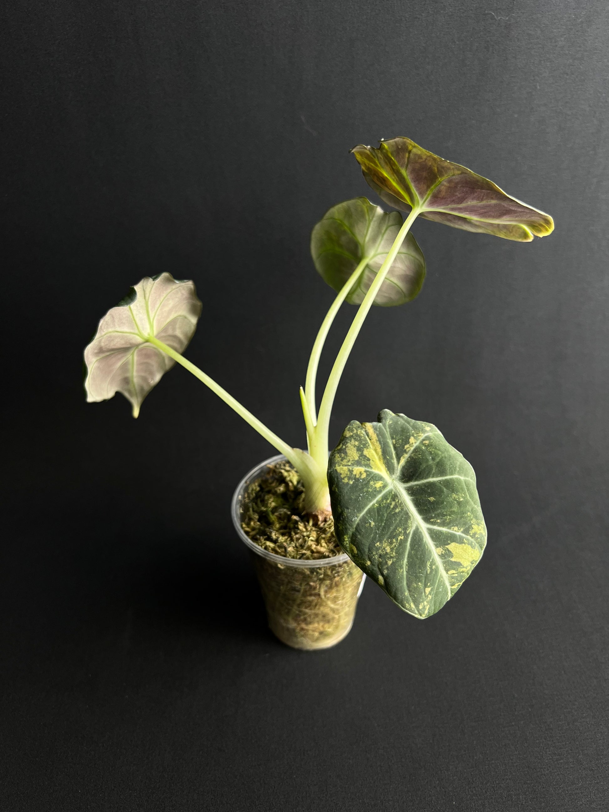 Alocasia Reginula 'Black Velvet' Gold Variegata #2