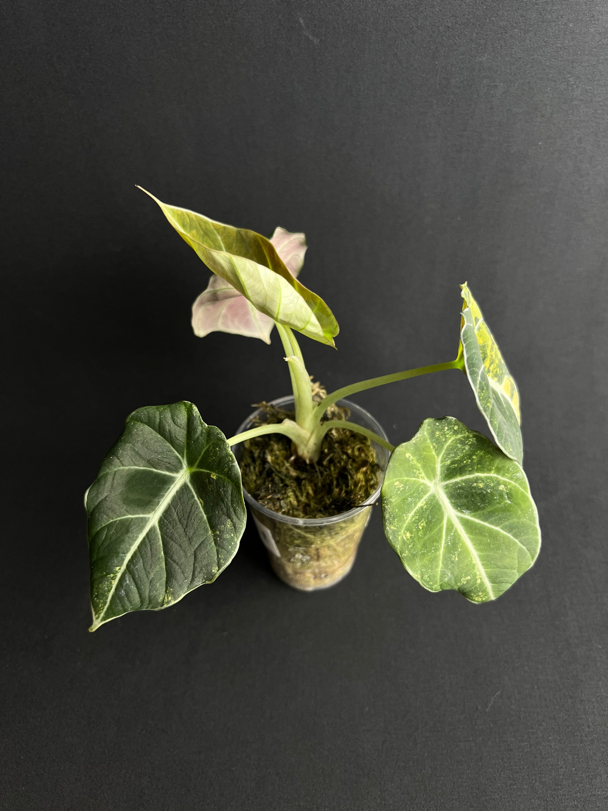 Alocasia Reginula 'Black Velvet' Gold Variegata #1