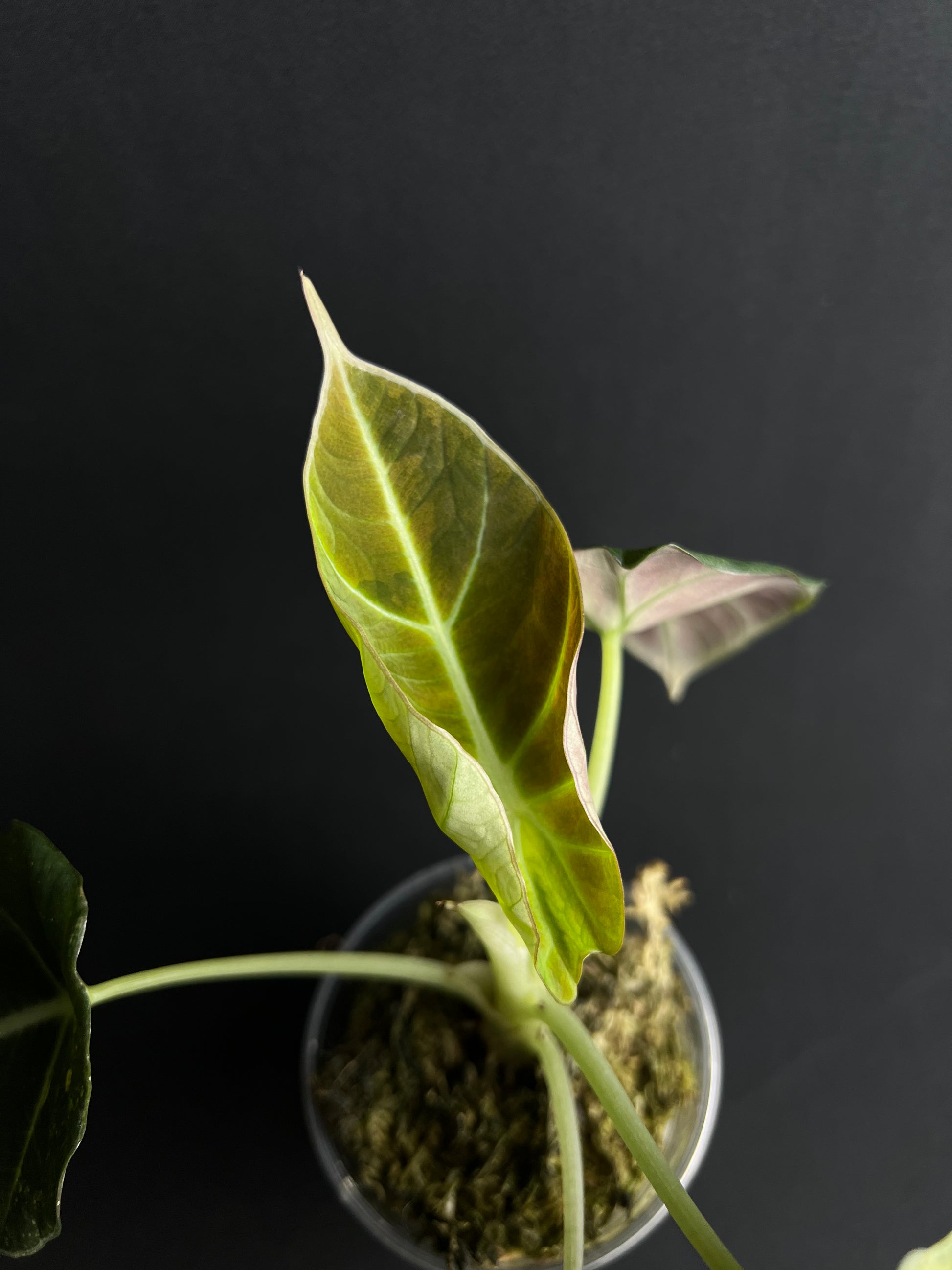 Alocasia Reginula 'Black Velvet' Gold Variegata #1