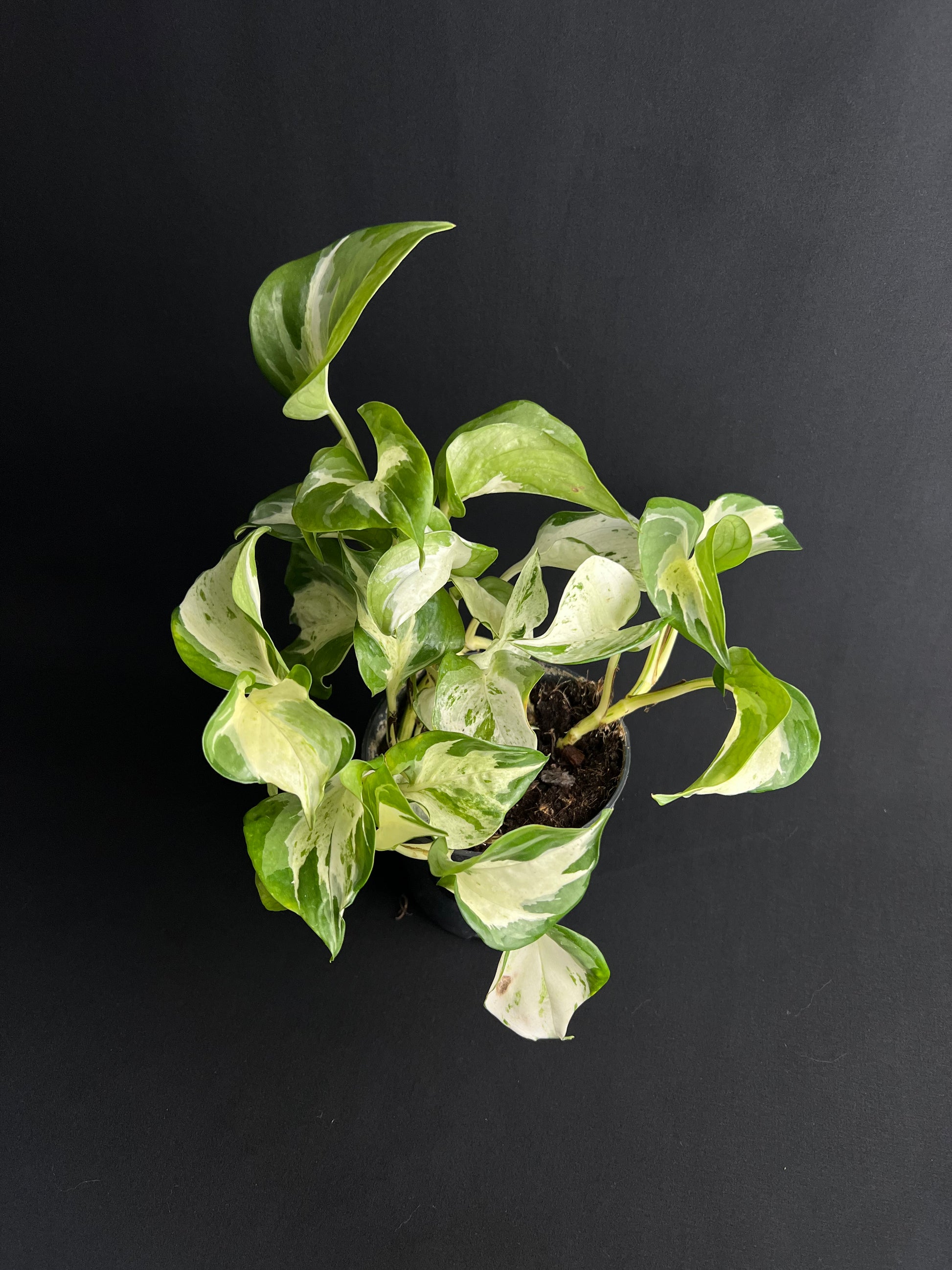 Epipremnum pinnatum 'Happy Leaf'