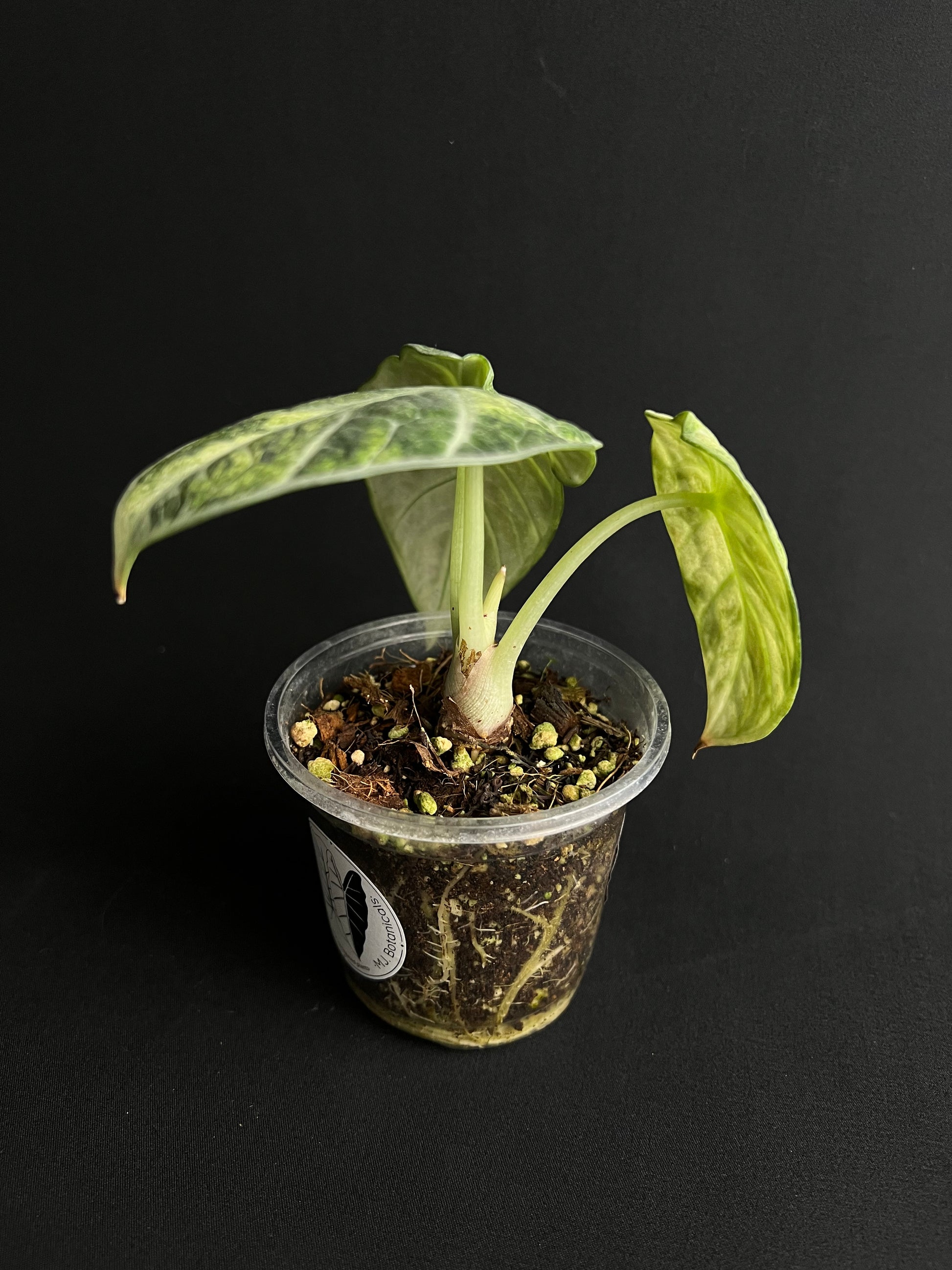 Alocasia Reginula 'Ninja' Variegata #1